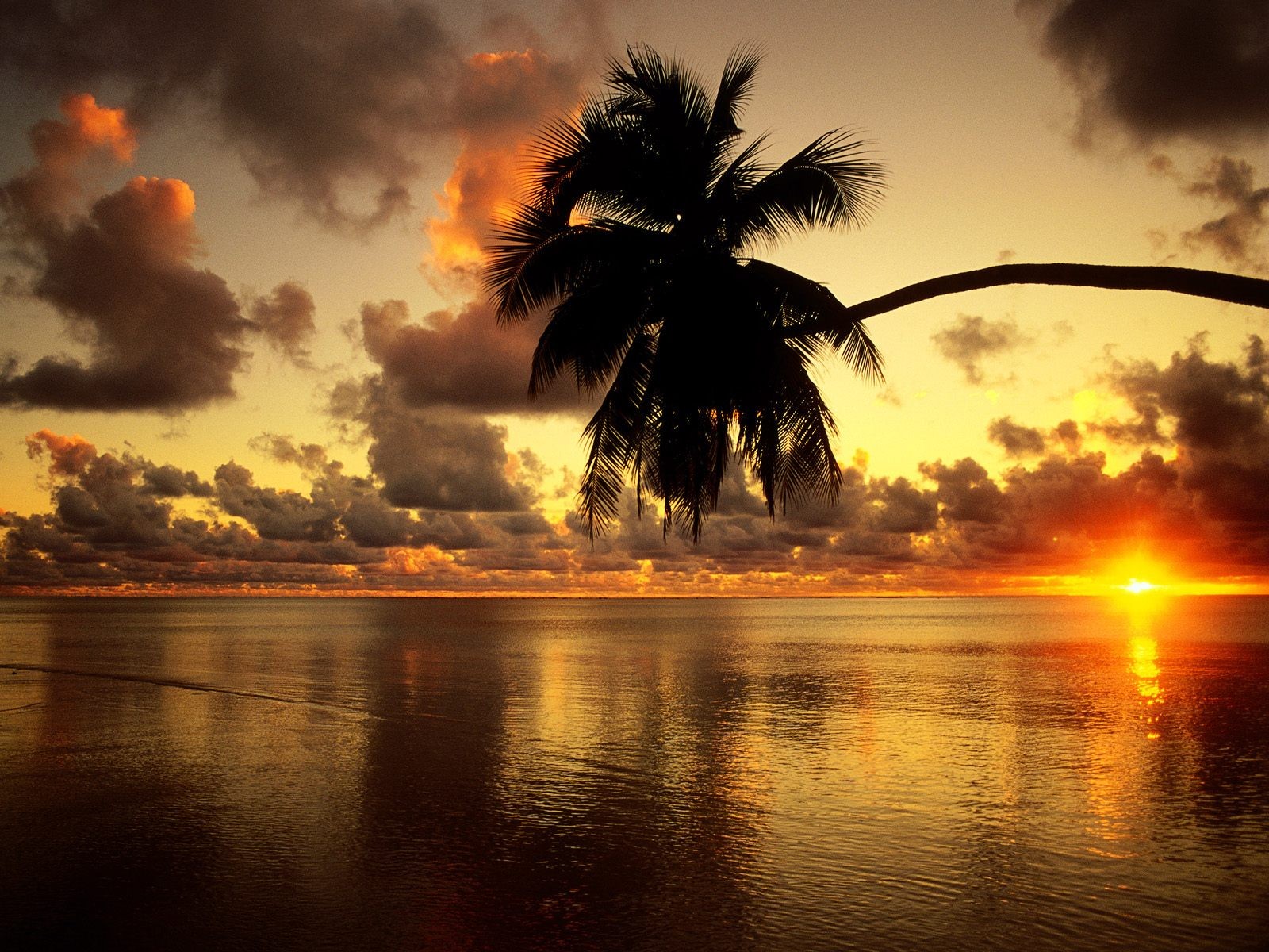 Palm tree silhouette against a dramatic sunset over the sea HD Wallpaper