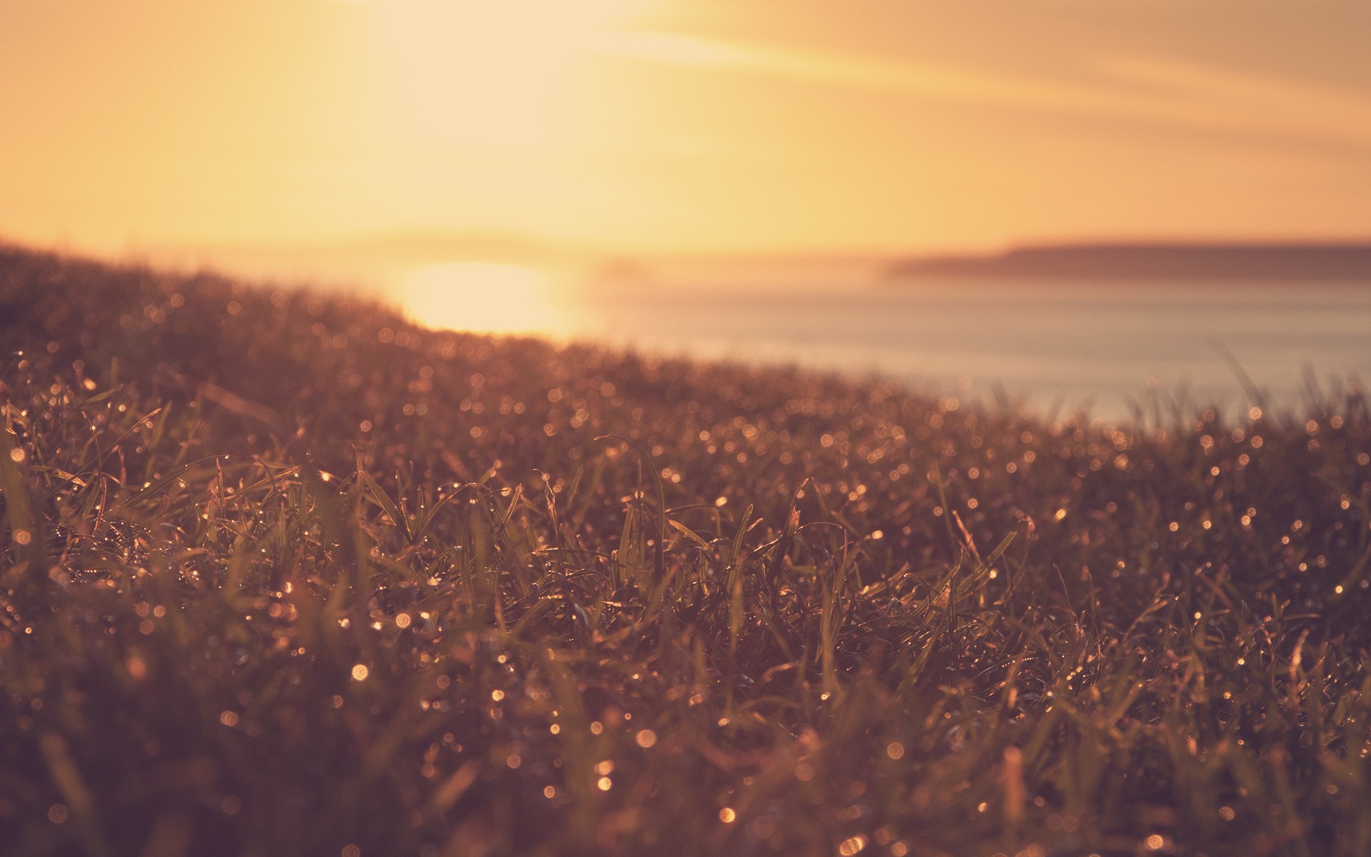 Dewdrops on grass at sunset over the ocean HD Wallpaper