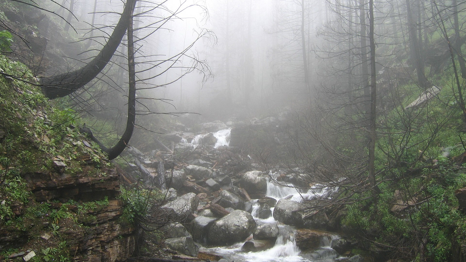Misty forest with a rocky stream HD Wallpaper