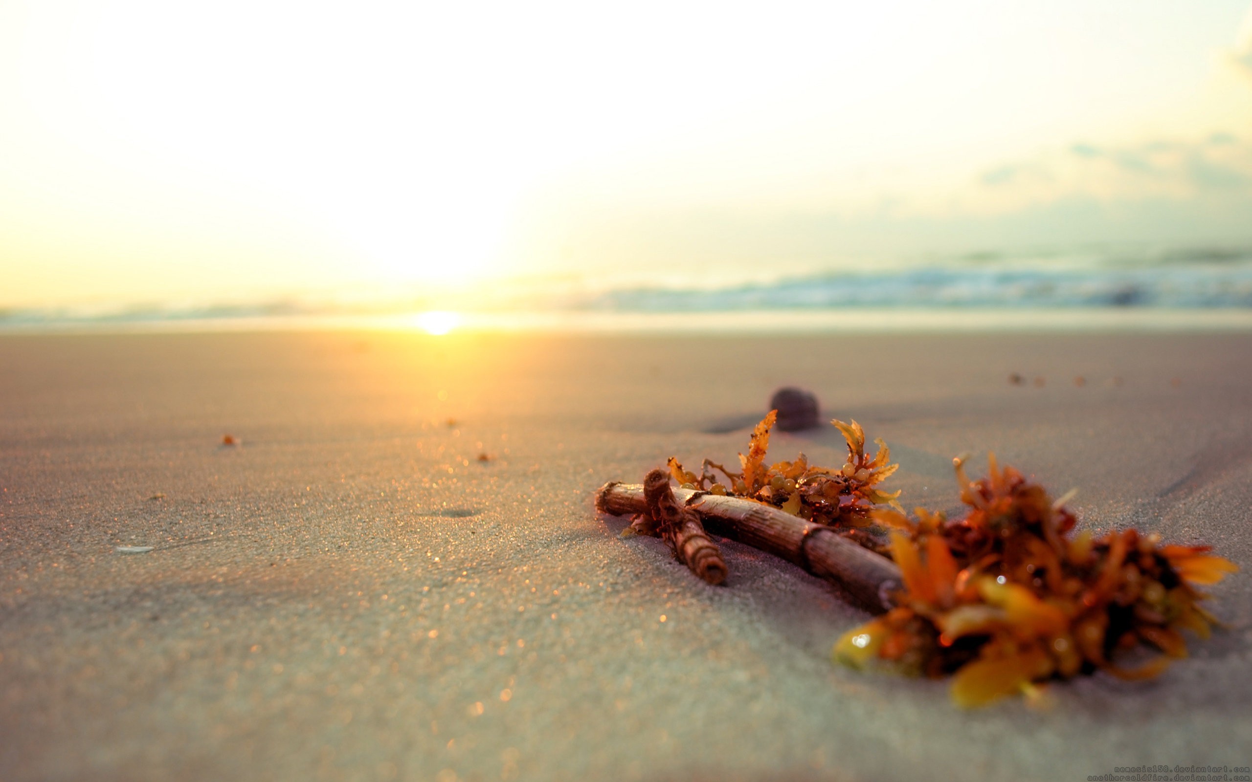 Driftwood and seaweed on a sandy beach at sunset HD Wallpaper