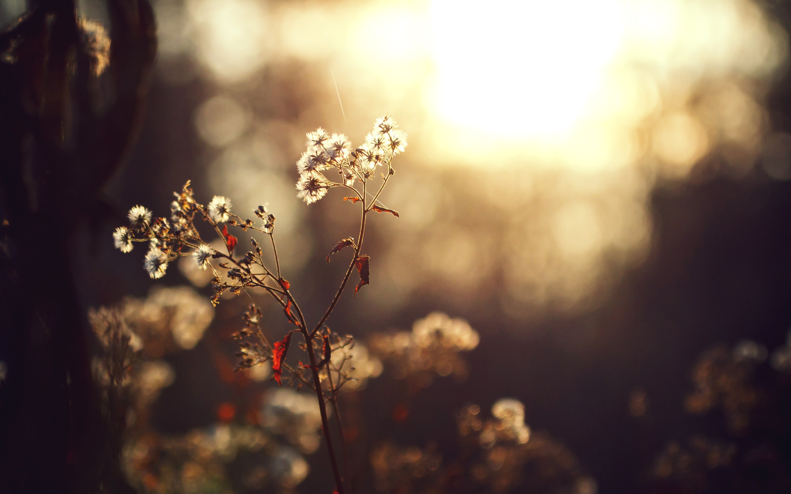 Sunlight on delicate white flowers with bokeh background HD Wallpaper