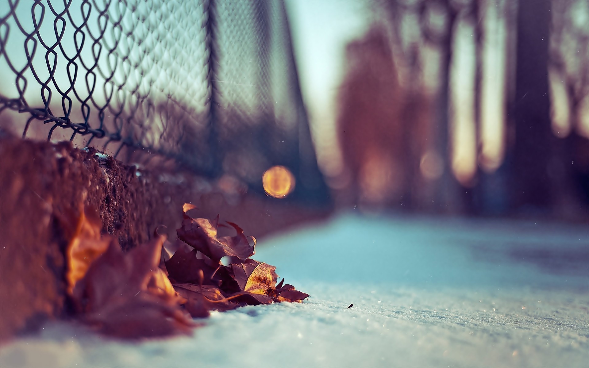 Autumn leaves on snow near a chain-link fence HD Wallpaper