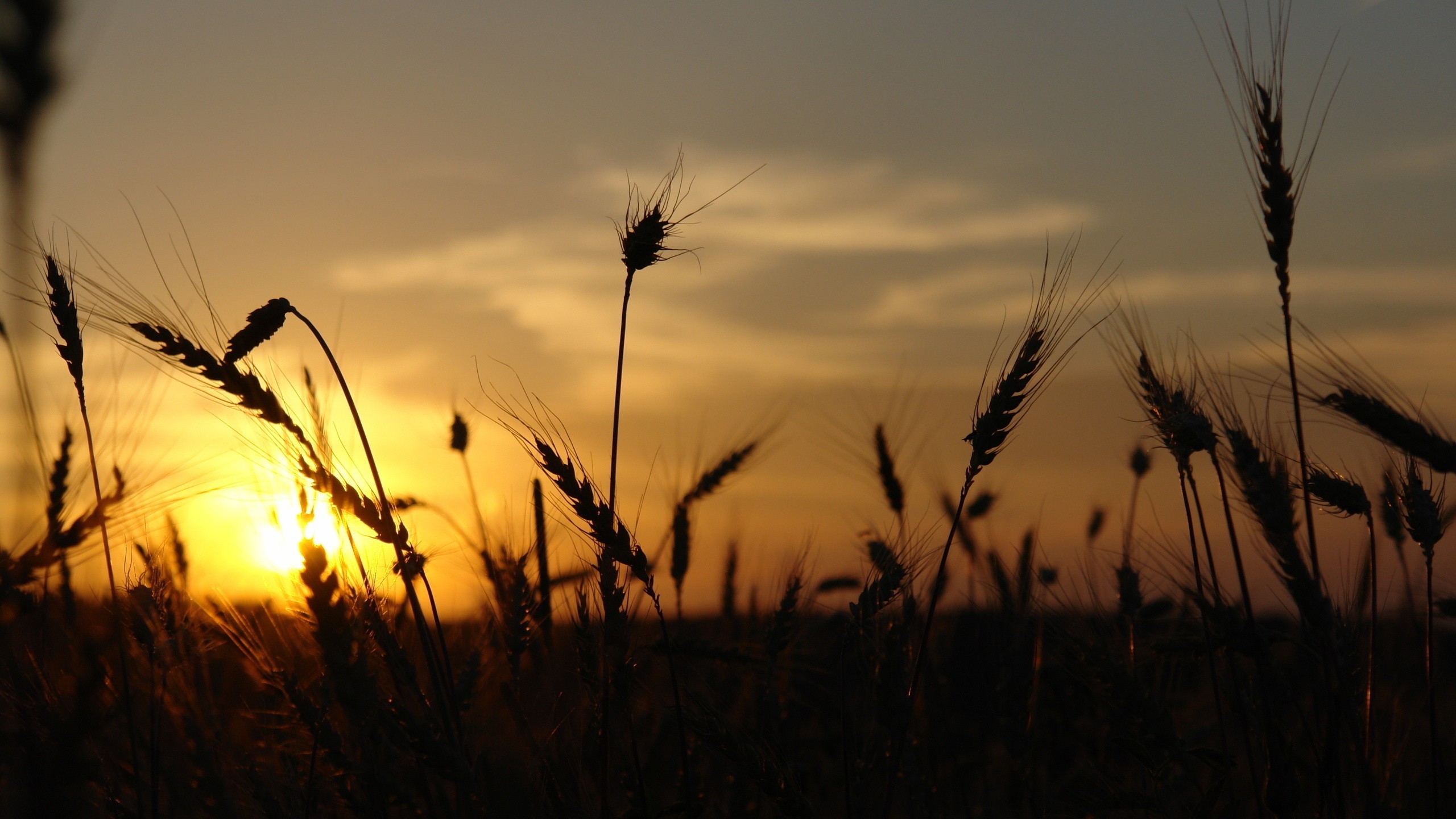 Wheat field silhouette at sunset HD Wallpaper