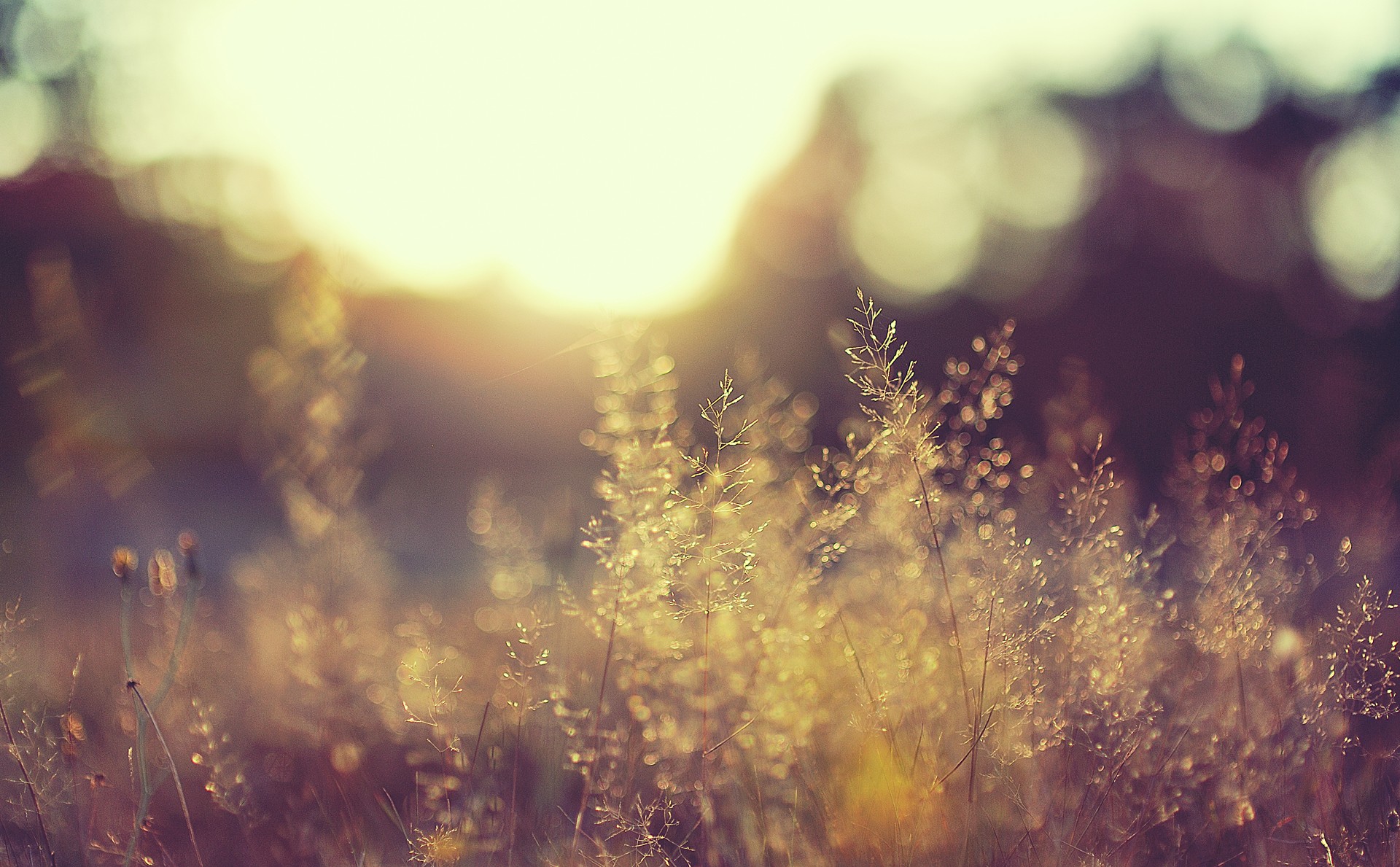 Sunlight filtering through tall grass in a meadow HD Wallpaper