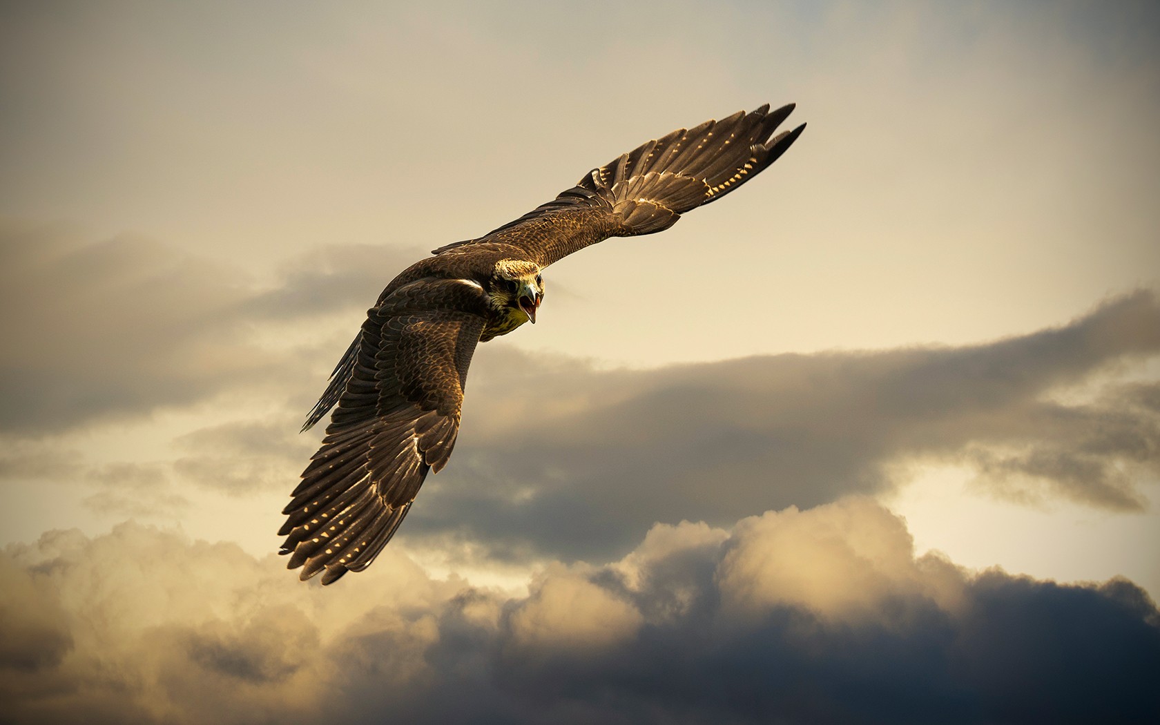 A falcon in flight against a cloudy sky HD Wallpaper