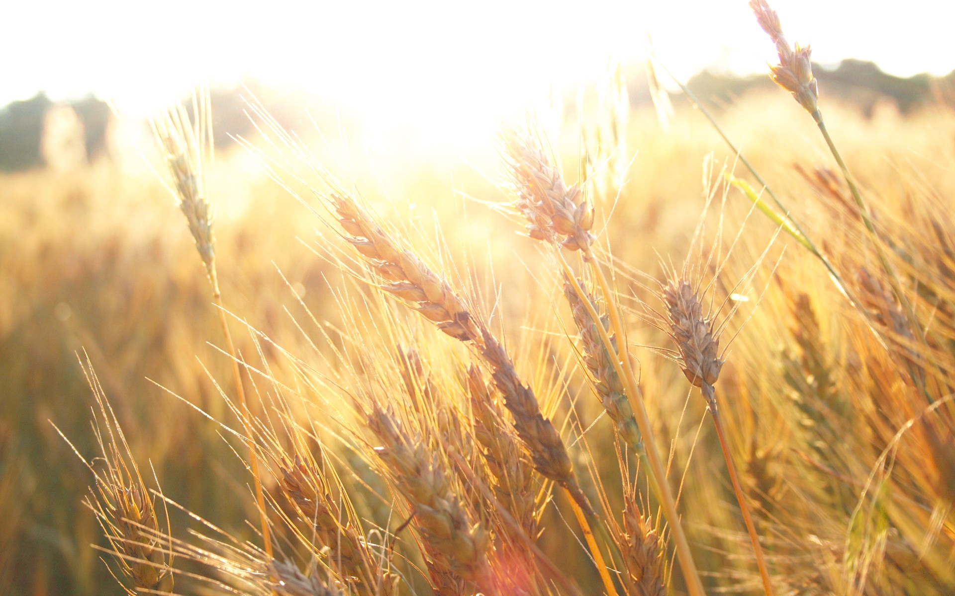Wheat field in golden sunlight HD Wallpaper