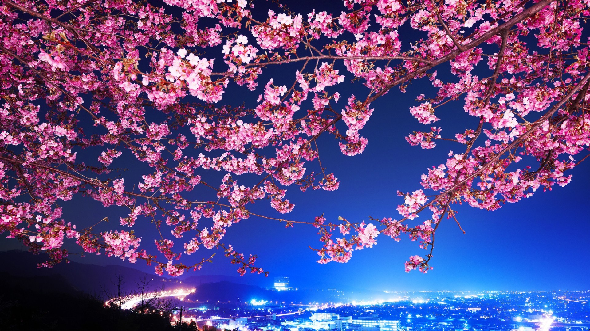 Cherry blossoms at night over a cityscape HD Wallpaper