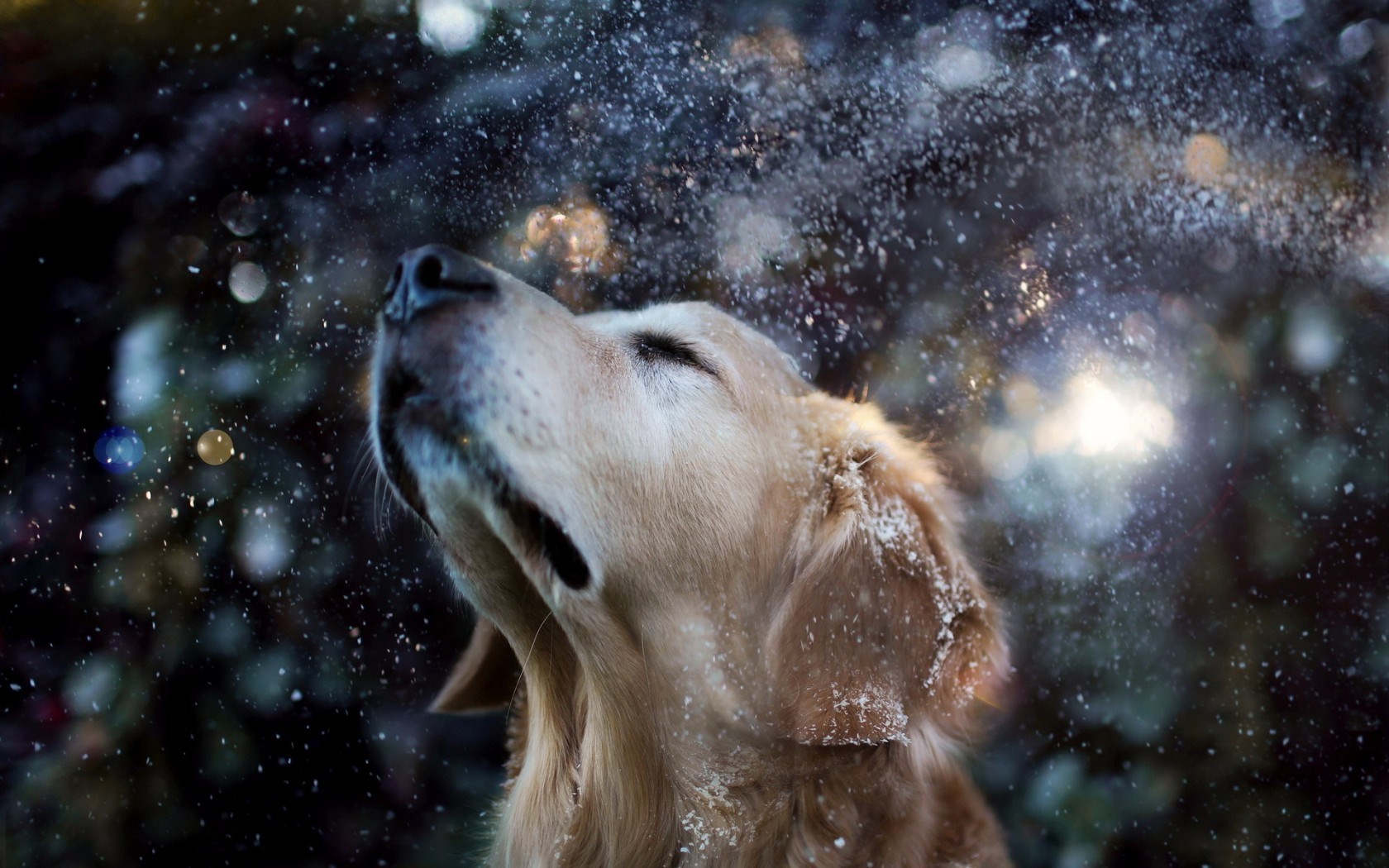 Golden Retriever Shaking Off Snow HD Wallpaper