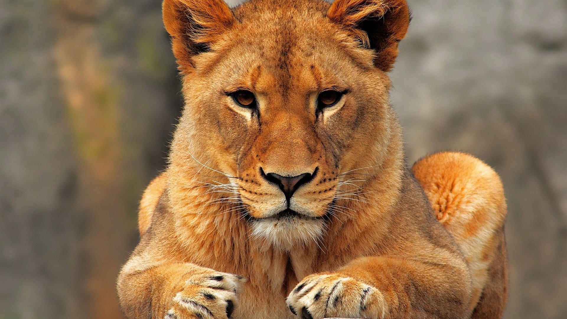 Close-up of a lioness looking forward HD Wallpaper