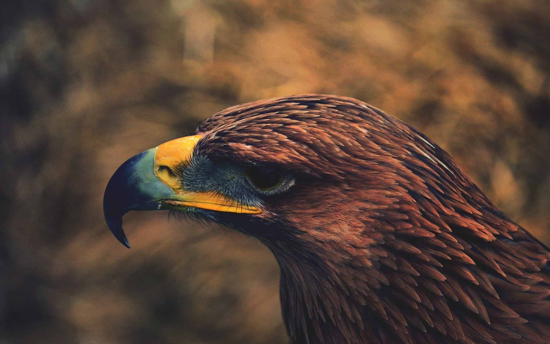 Close-up of a brown eagle's head and beak HD Wallpaper