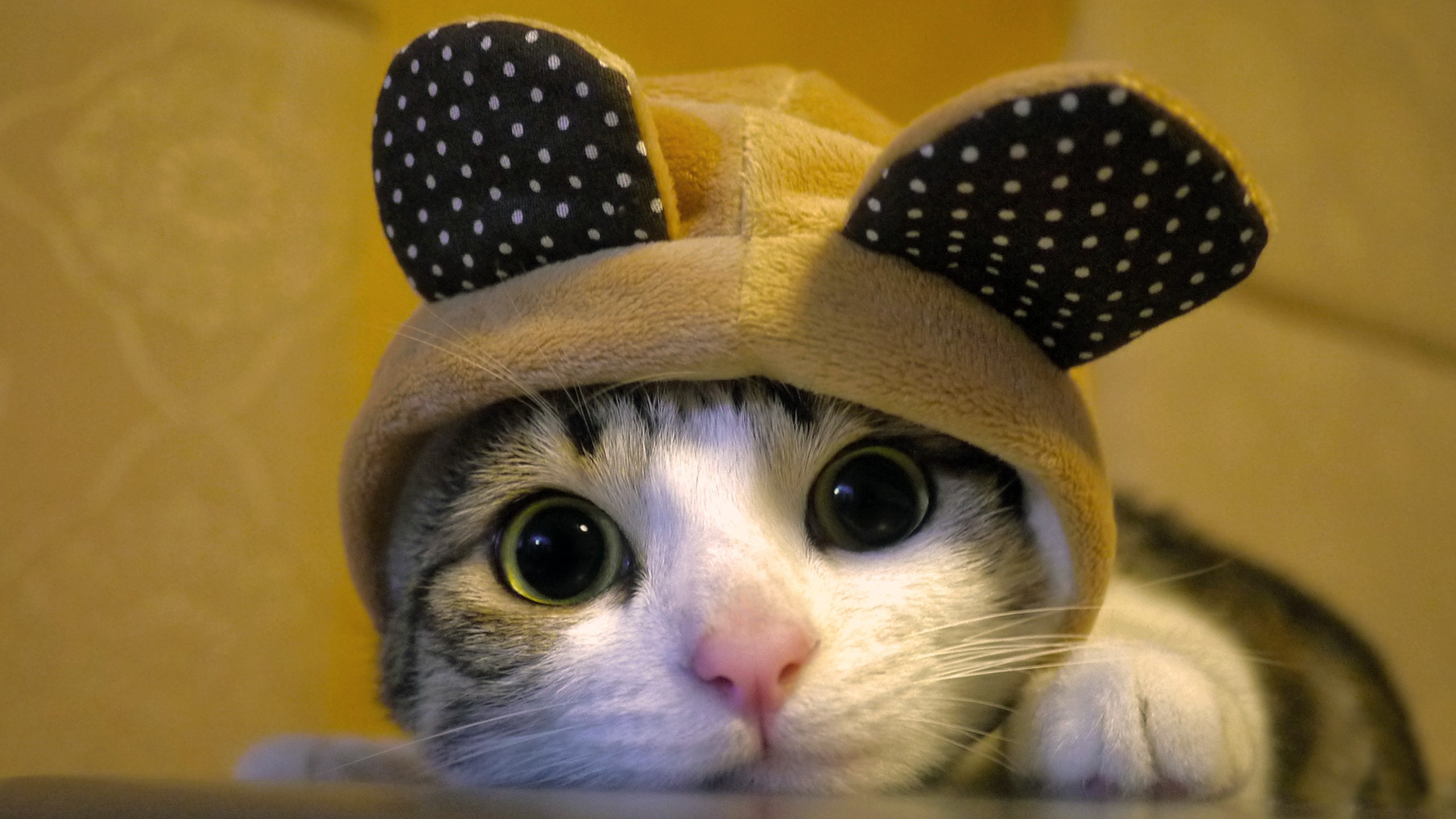 Close-up of a cat wearing a bear hat HD Wallpaper