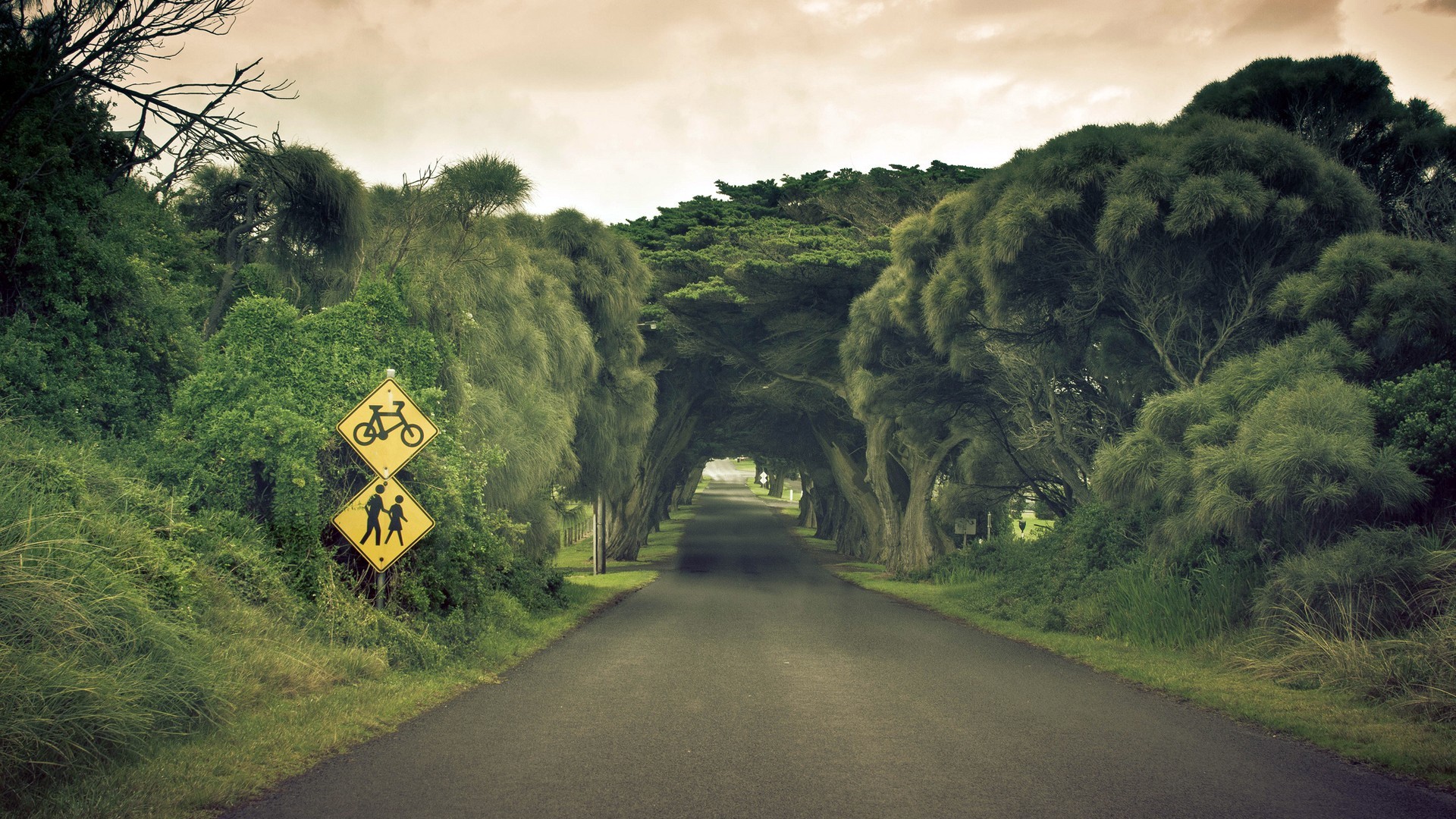Road tunnel of trees with bicycle and pedestrian signs HD Wallpaper
