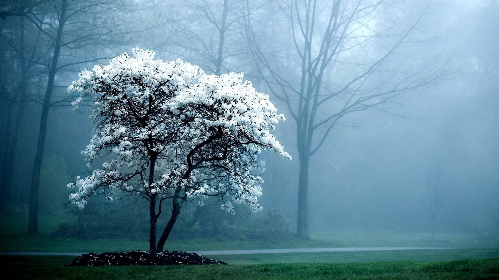 White flowering tree in a misty park HD Wallpaper