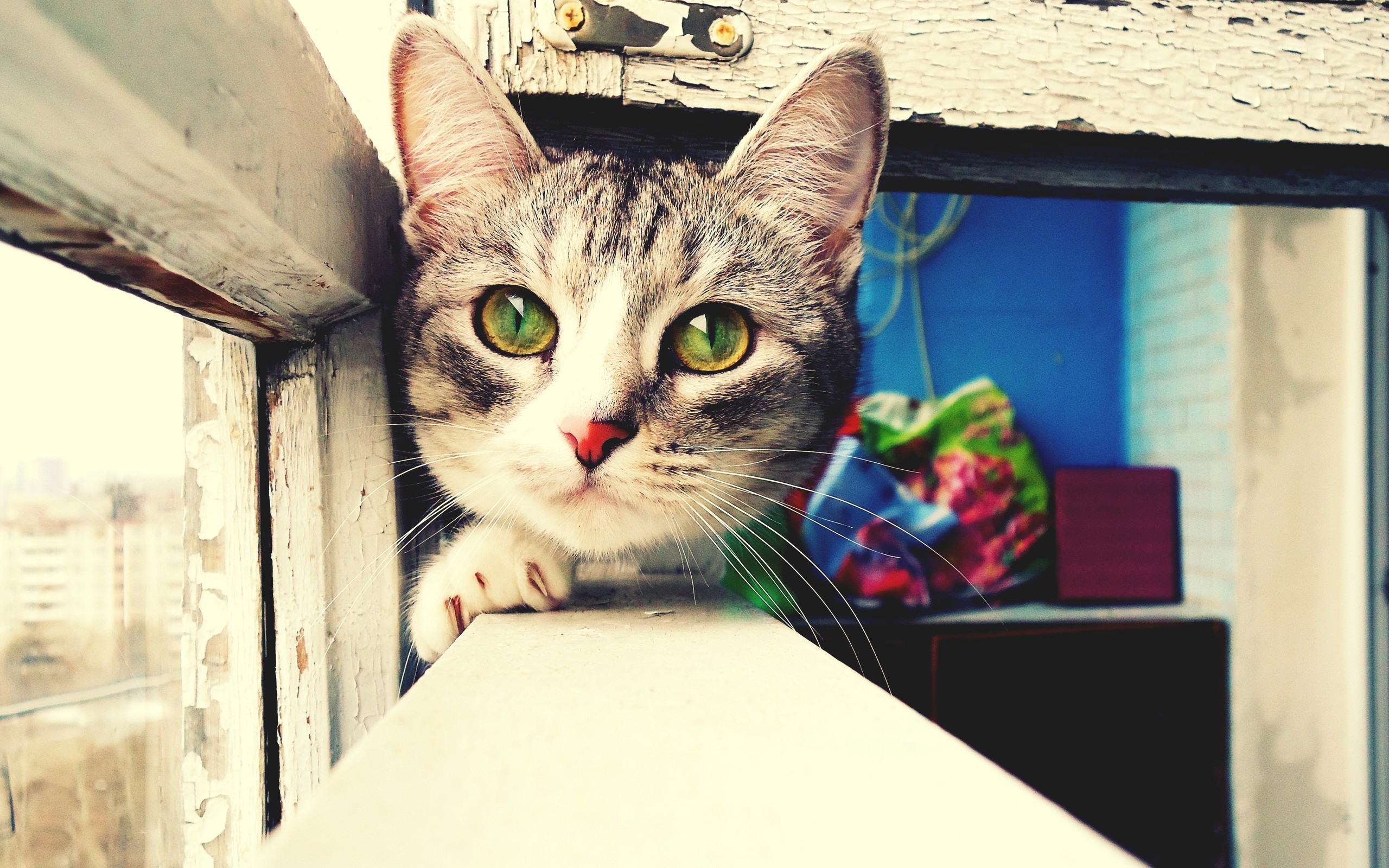 A tabby cat peeks over a windowsill HD Wallpaper