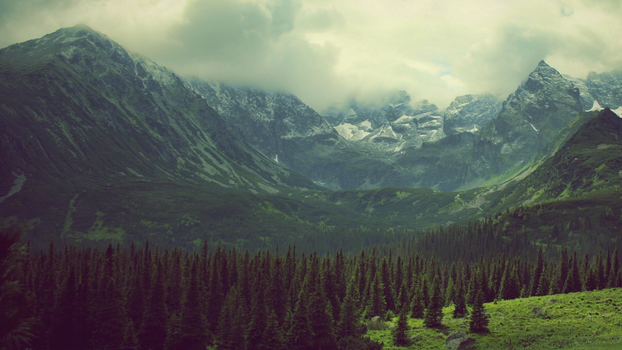 Misty mountains and pine forest landscape HD Wallpaper