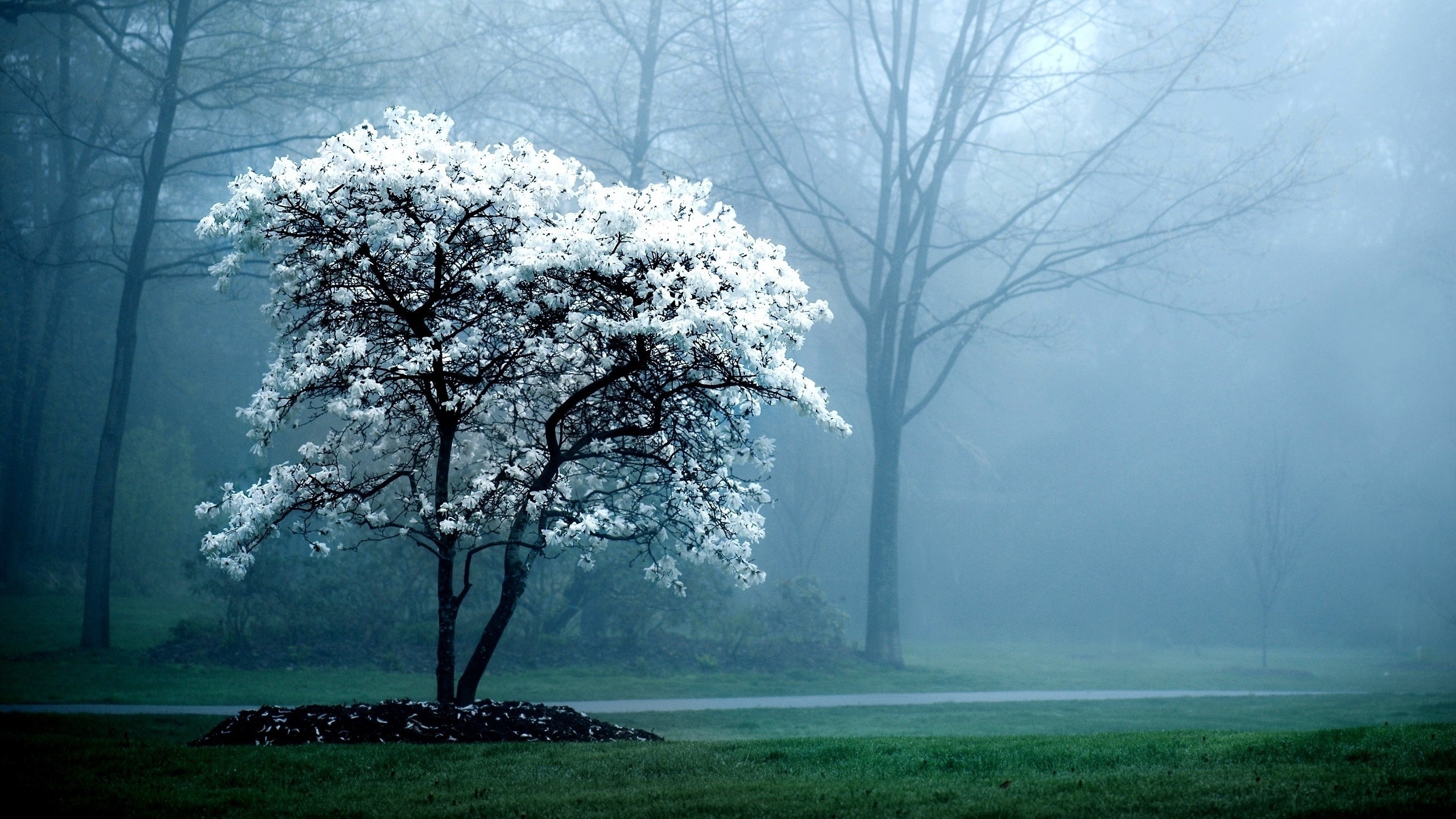 A blooming tree in a foggy forest HD Wallpaper