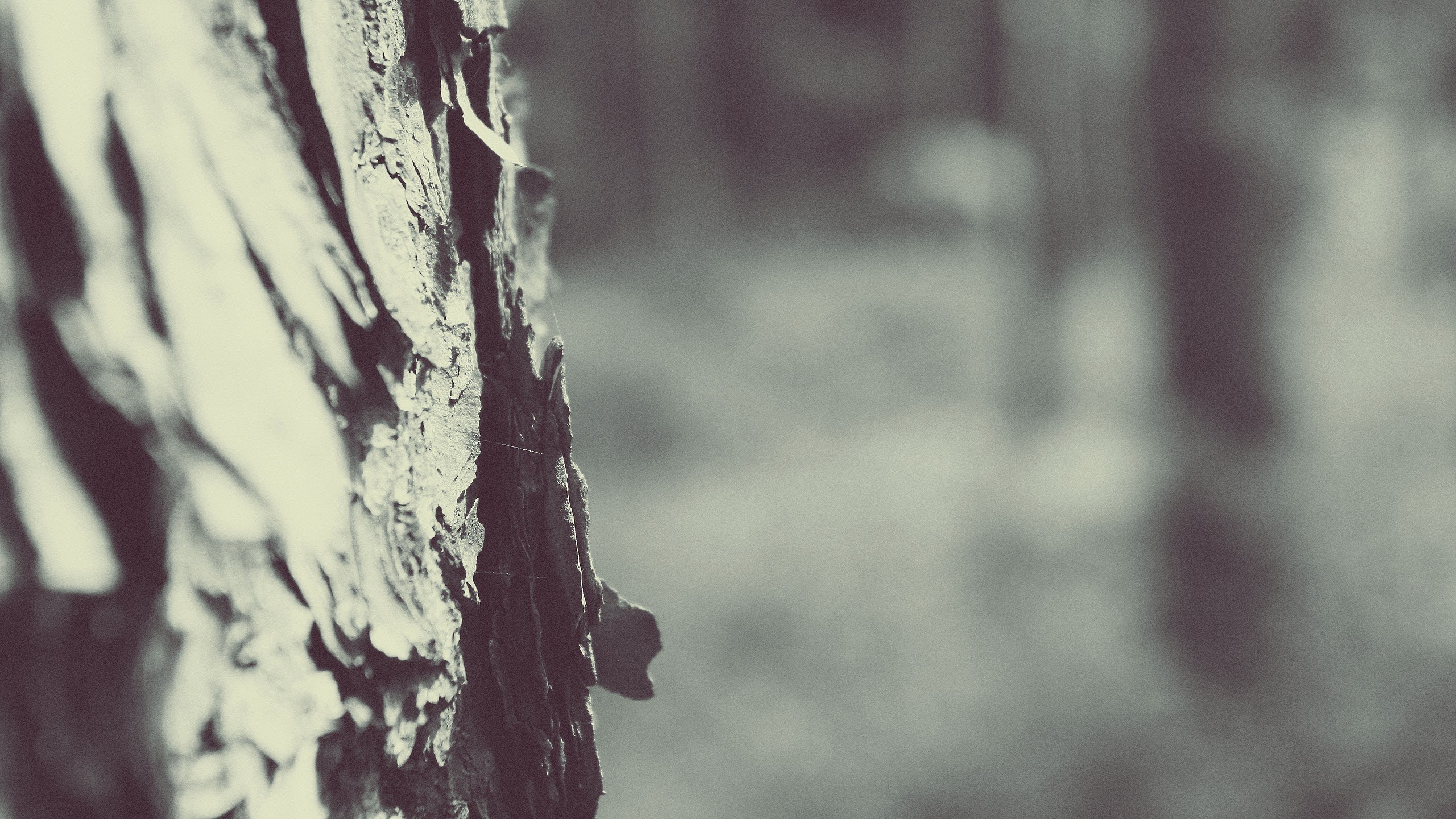 Close-up of tree bark with blurred forest background HD Wallpaper