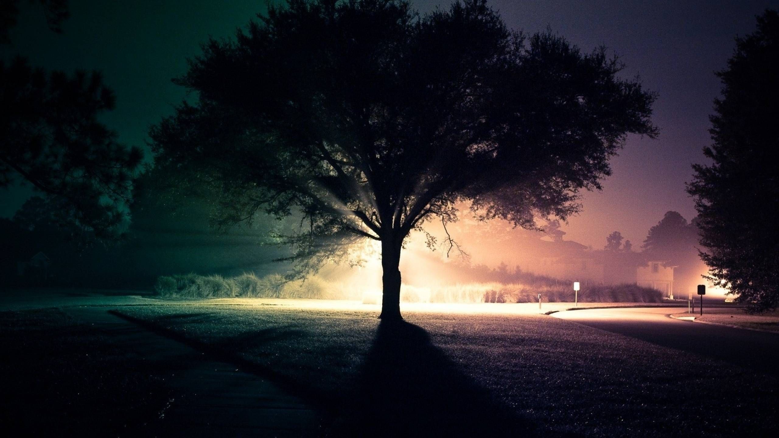 Tree with sunbeams on a foggy road HD Wallpaper