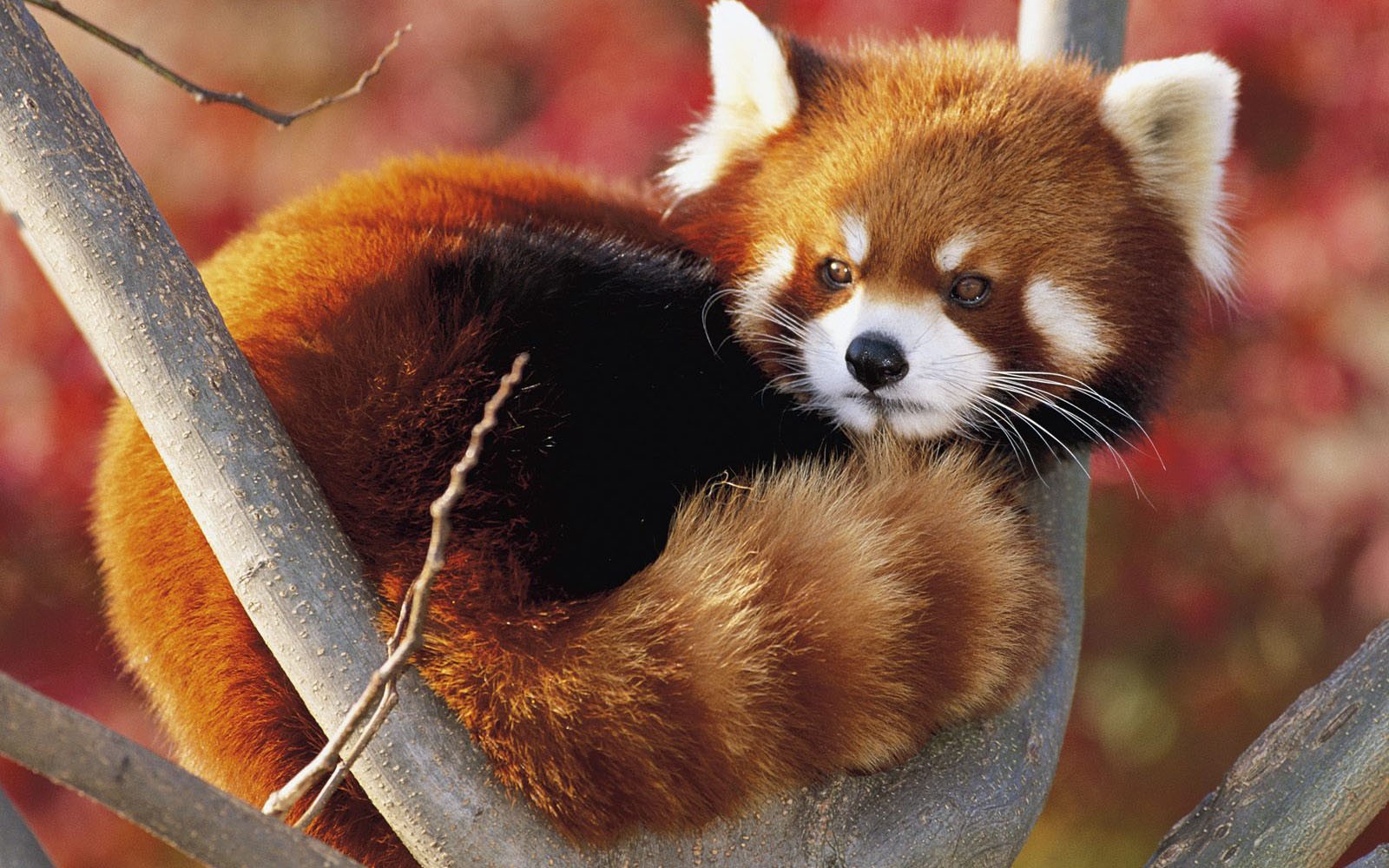 Red panda resting on tree branches HD Wallpaper