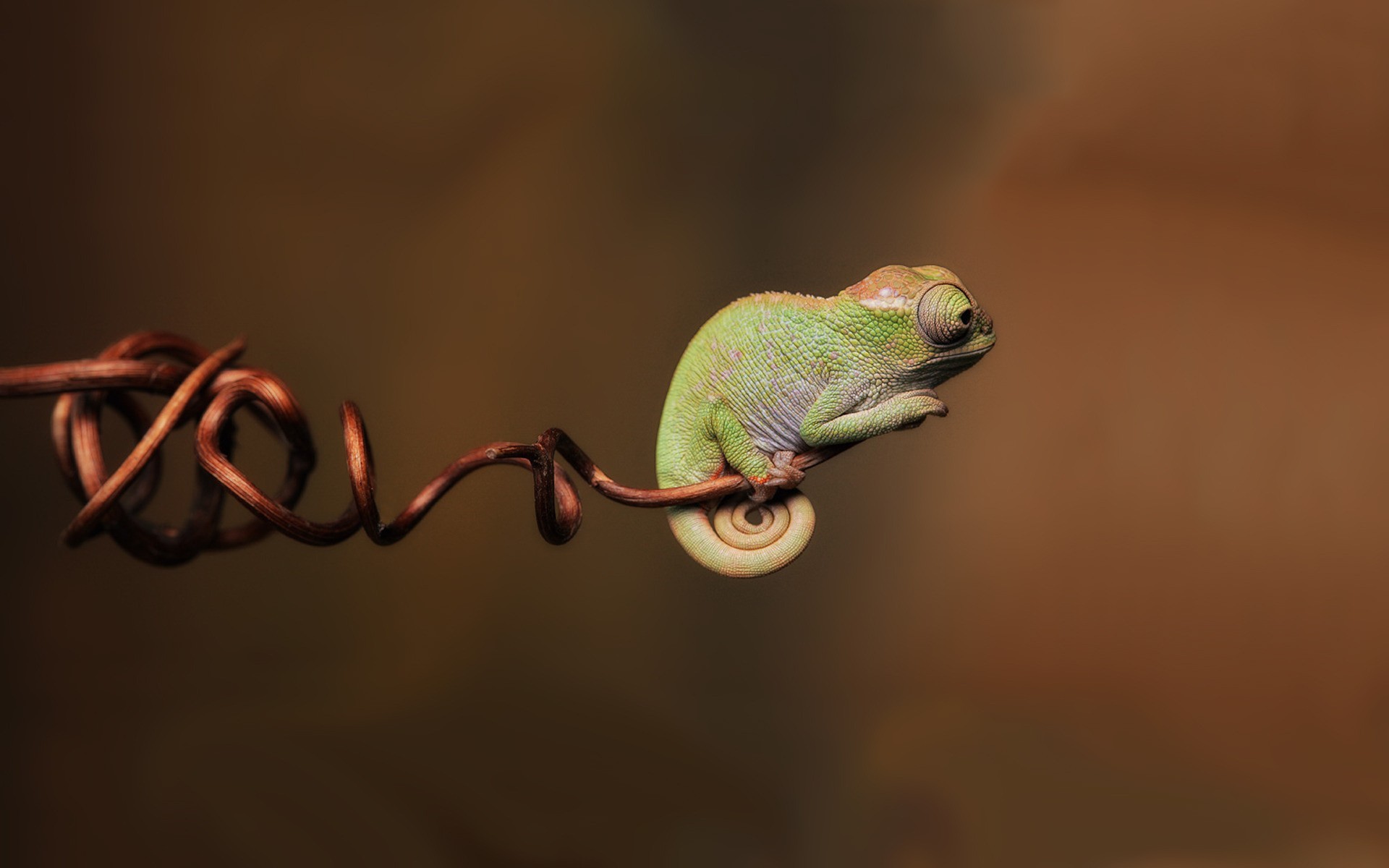 A small chameleon rests on a coiled branch HD Wallpaper