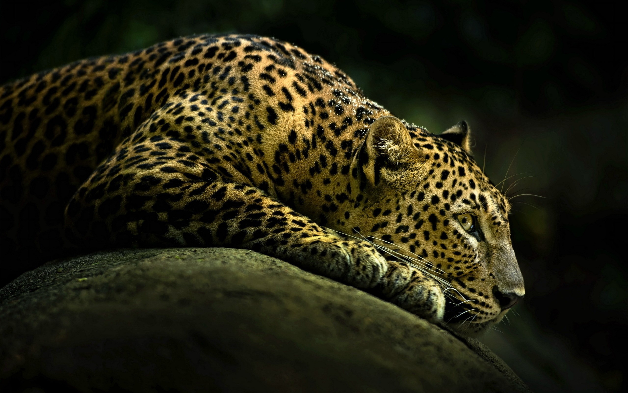A leopard rests on a rock HD Wallpaper