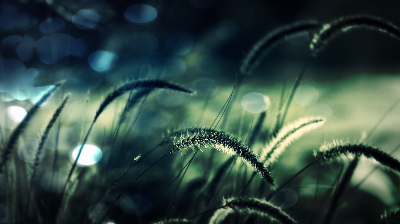 Macro view of grass spikelets with bokeh background HD Wallpaper