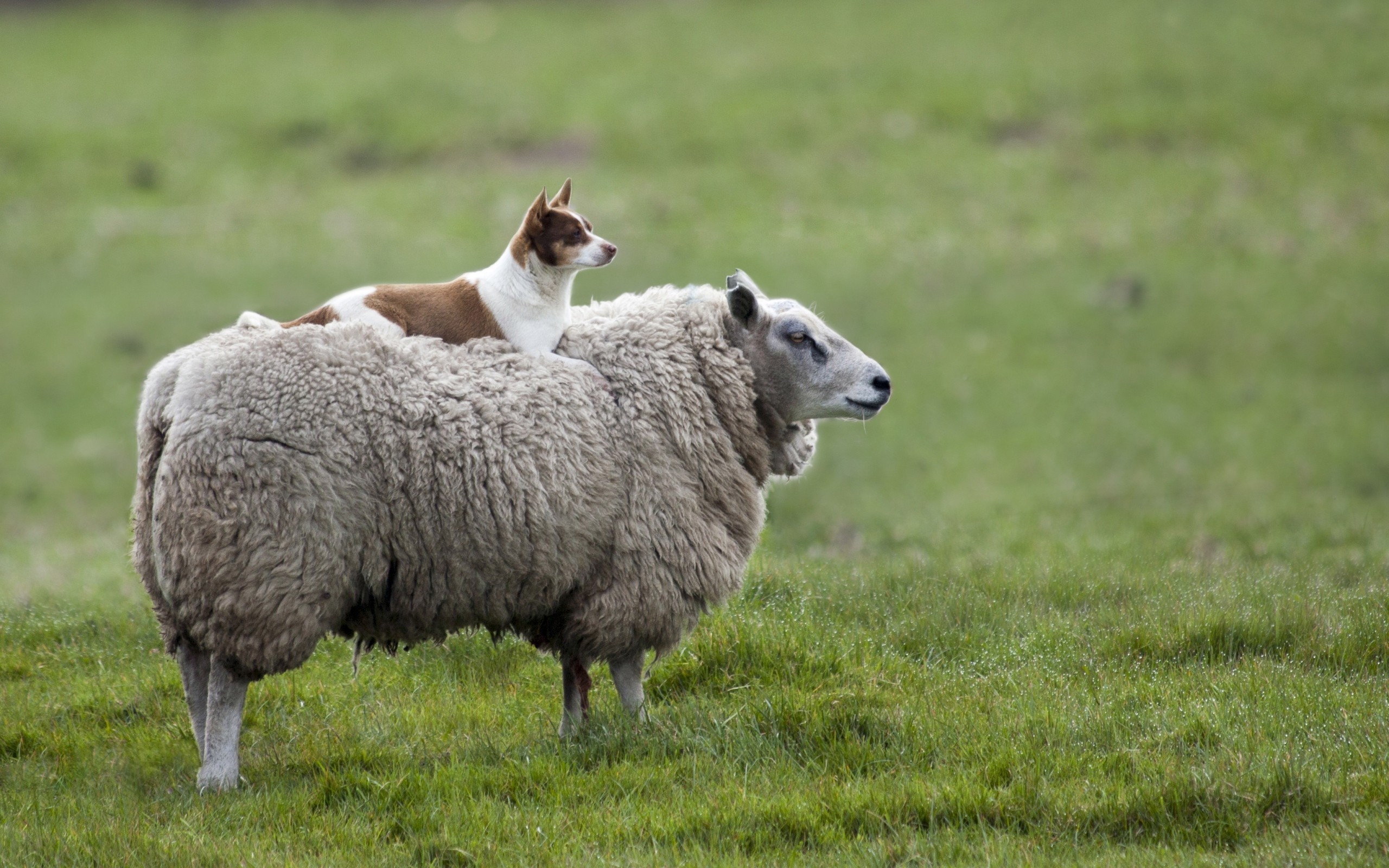 A dog sits on a sheep in a grassy field HD Wallpaper