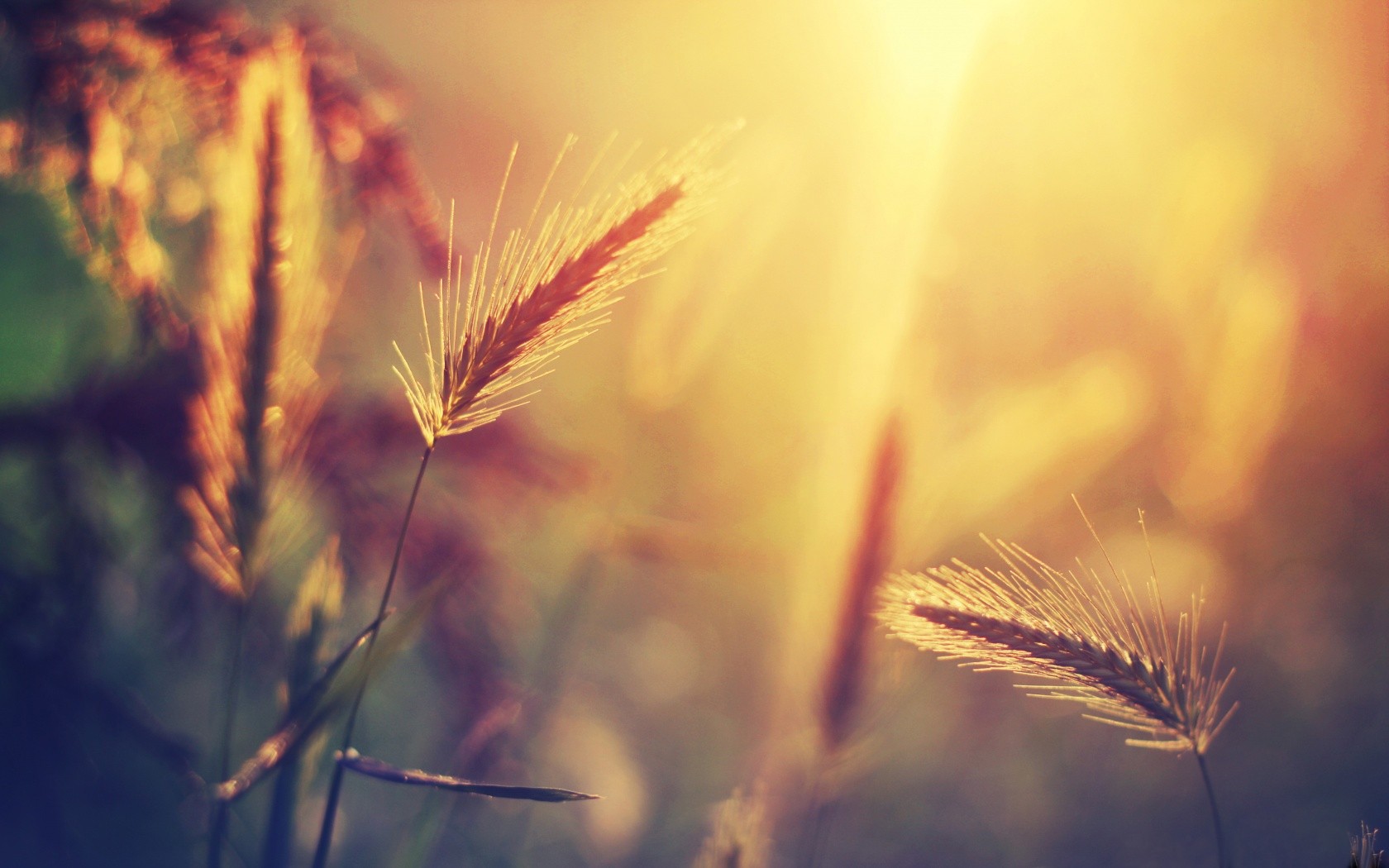 Close-up of grass spikelets in golden sunlight HD Wallpaper