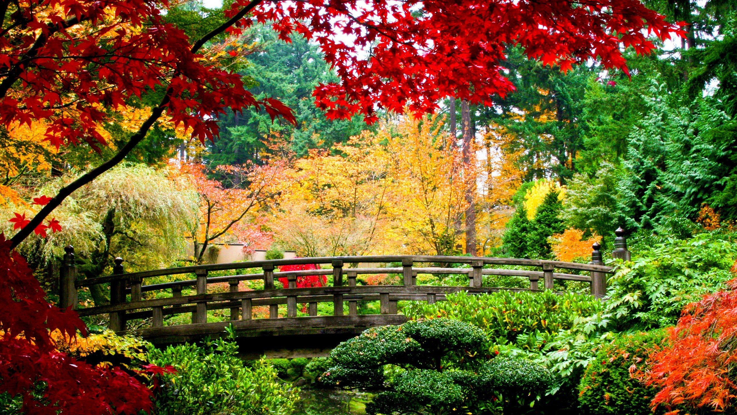 Wooden bridge in a park with fall foliage HD Wallpaper