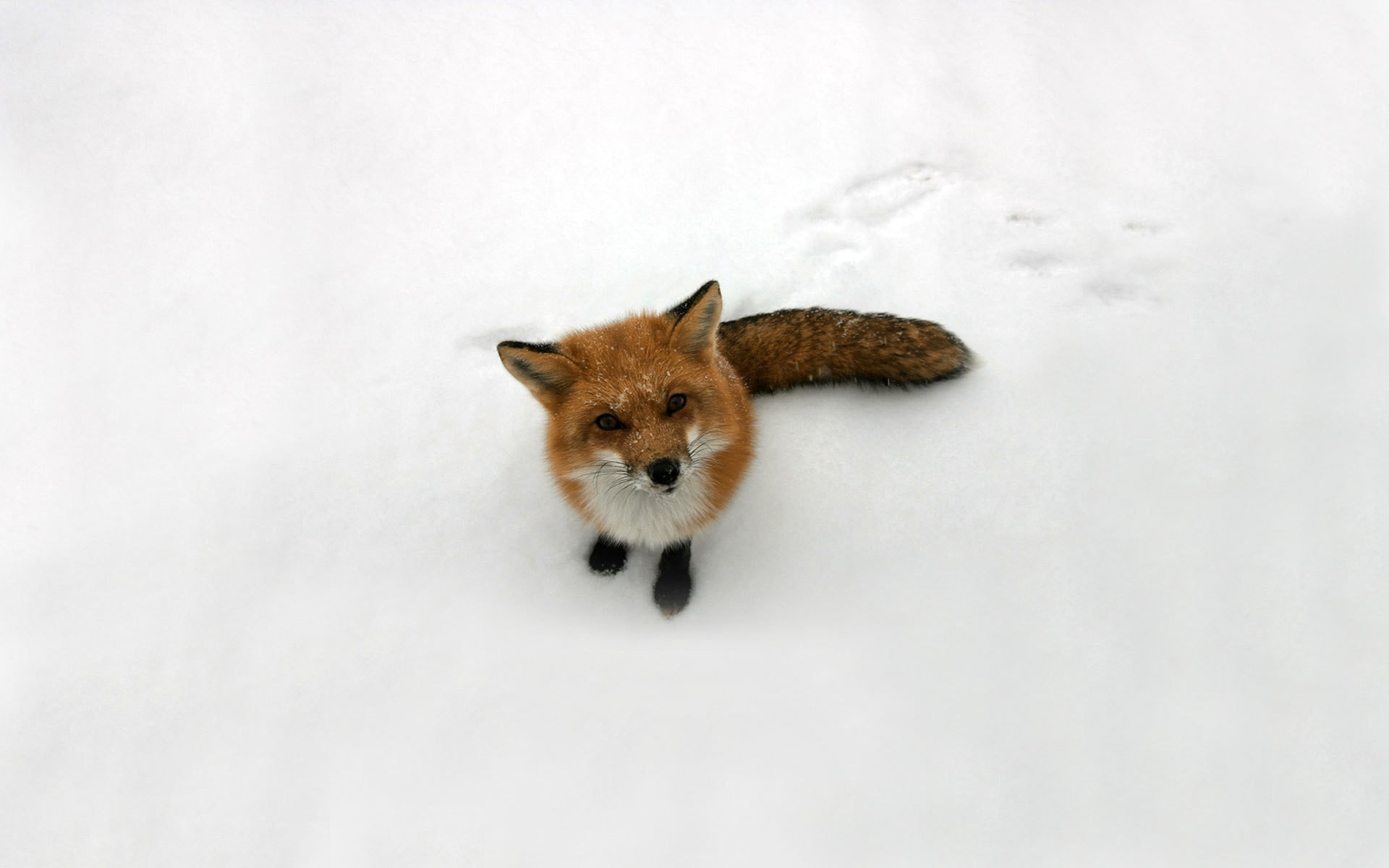 A curious fox stands in the snow HD Wallpaper