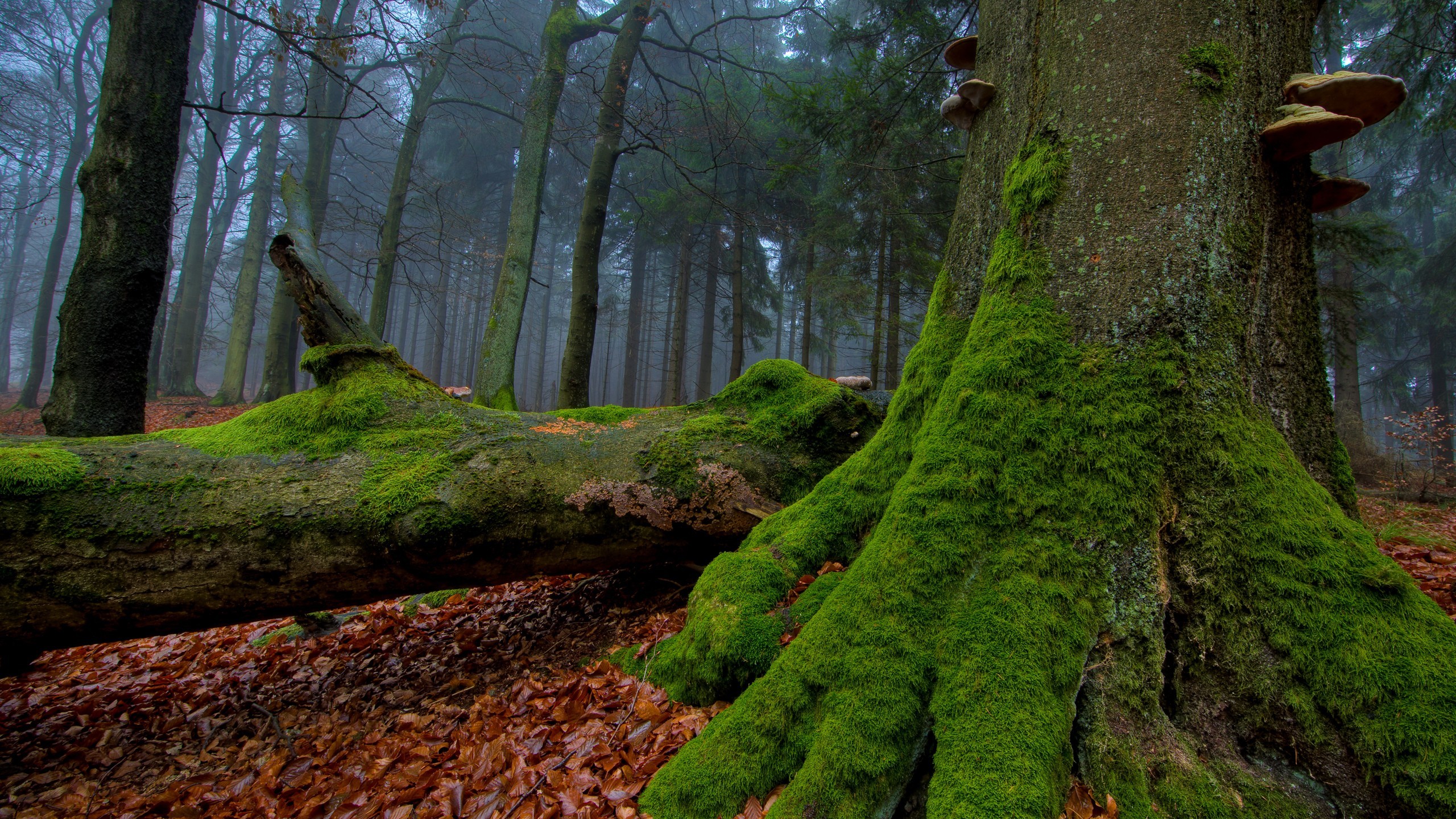 Moss-covered trees and fallen log in a misty forest HD Wallpaper
