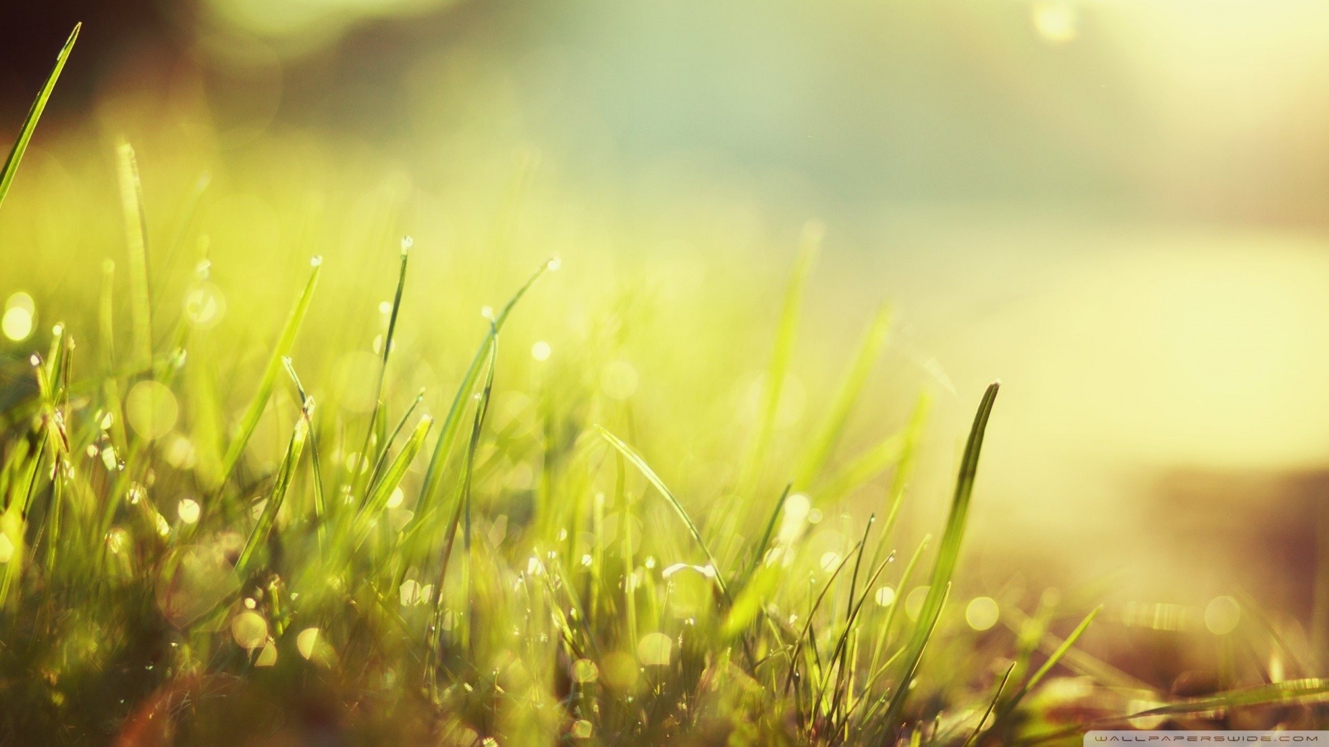 Macro view of grass with dew drops in sunlight HD Wallpaper