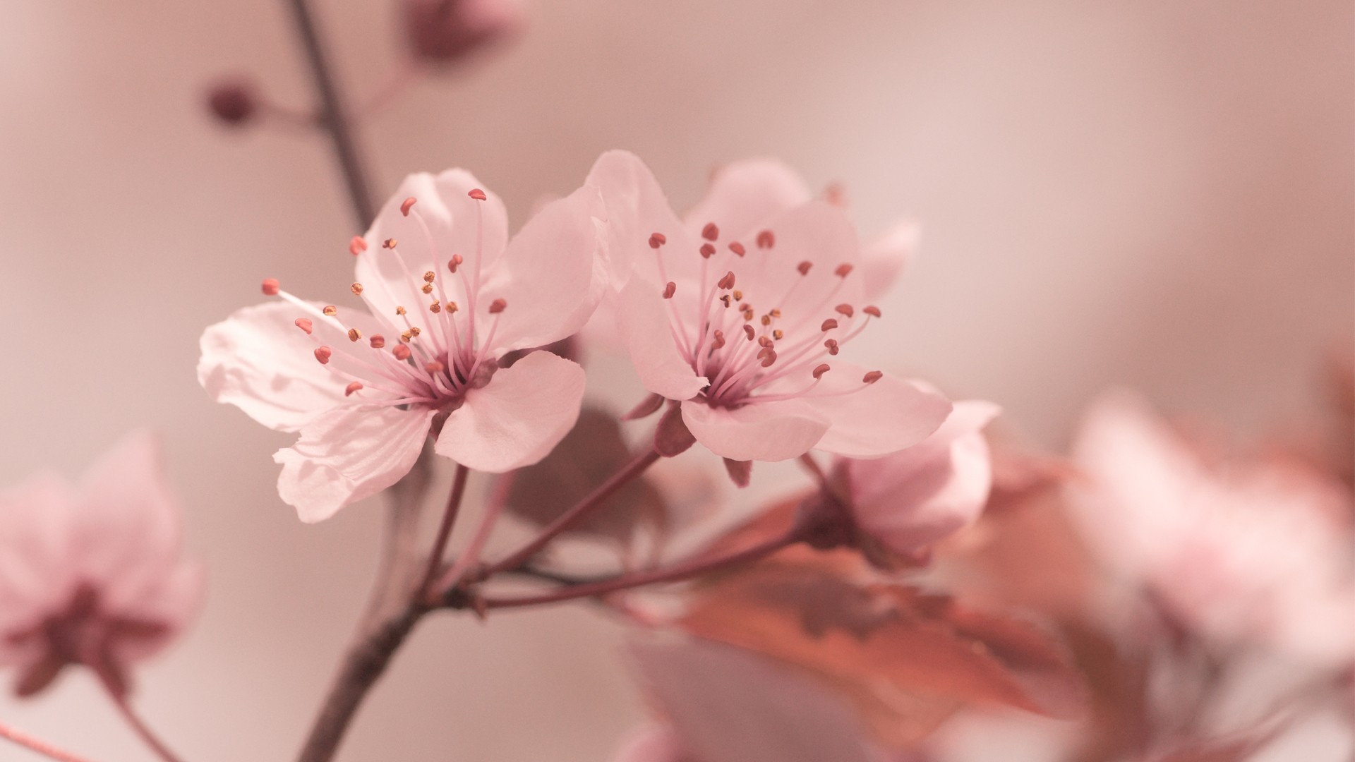 Close-up of pink cherry blossoms on a branch HD Wallpaper