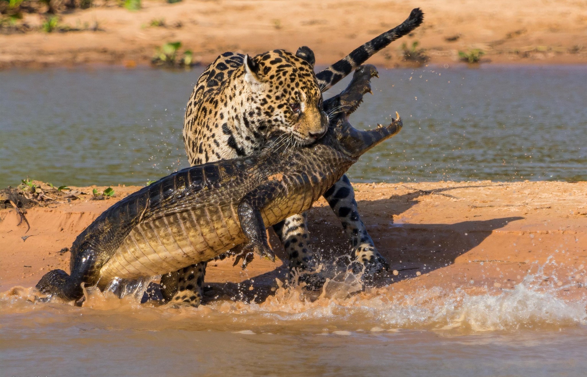 Jaguar fighting a caiman in shallow water HD Wallpaper