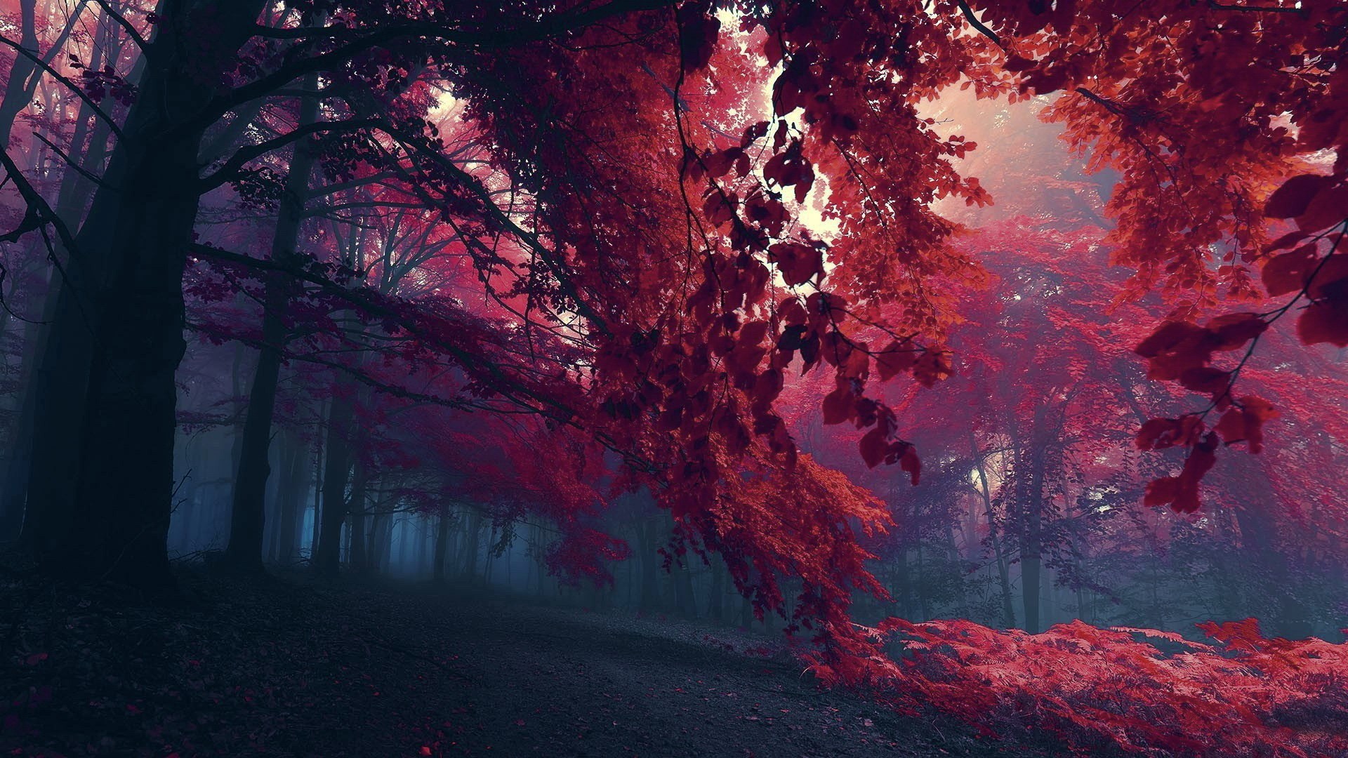 Red and purple forest with mist HD Wallpaper
