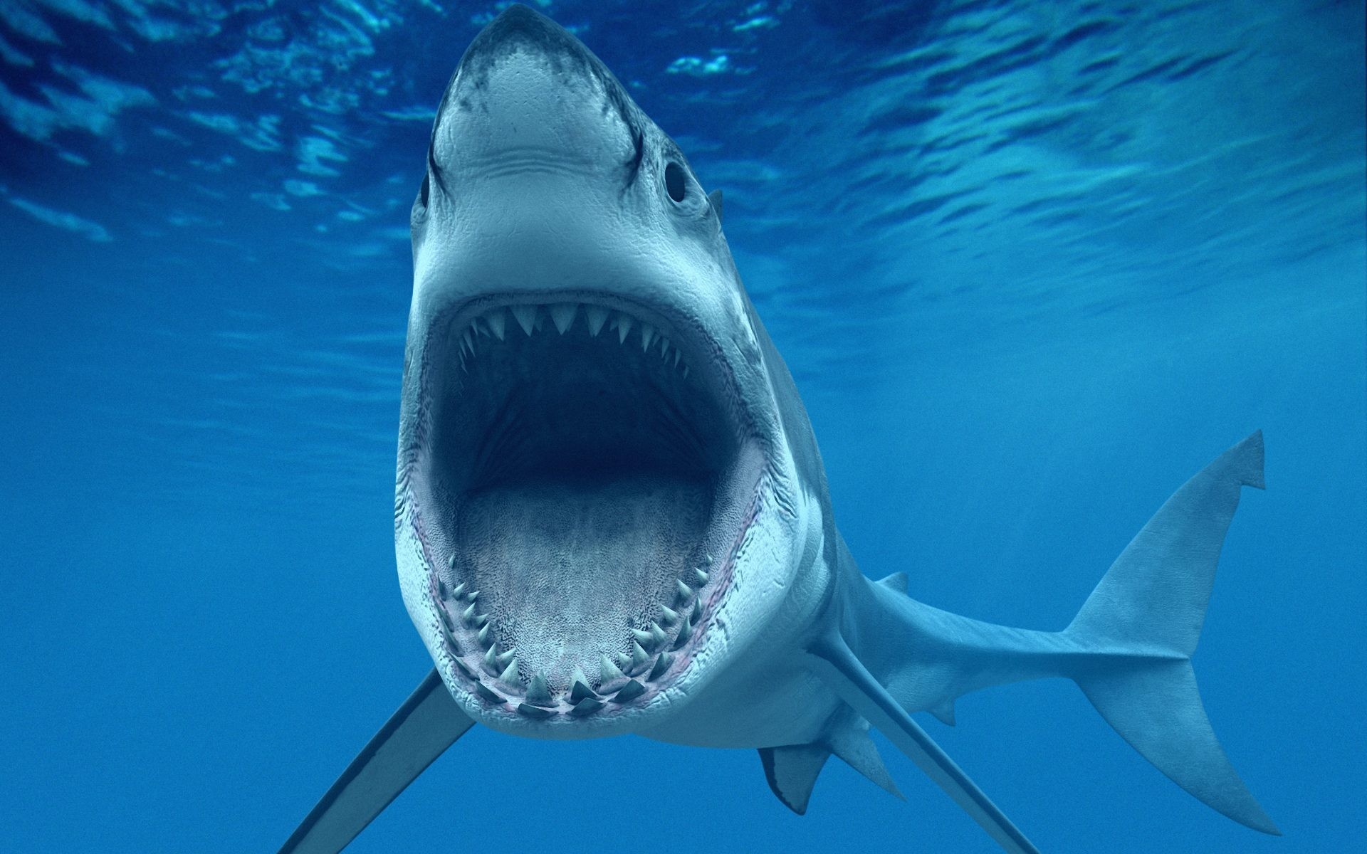 Great white shark with open mouth underwater HD Wallpaper