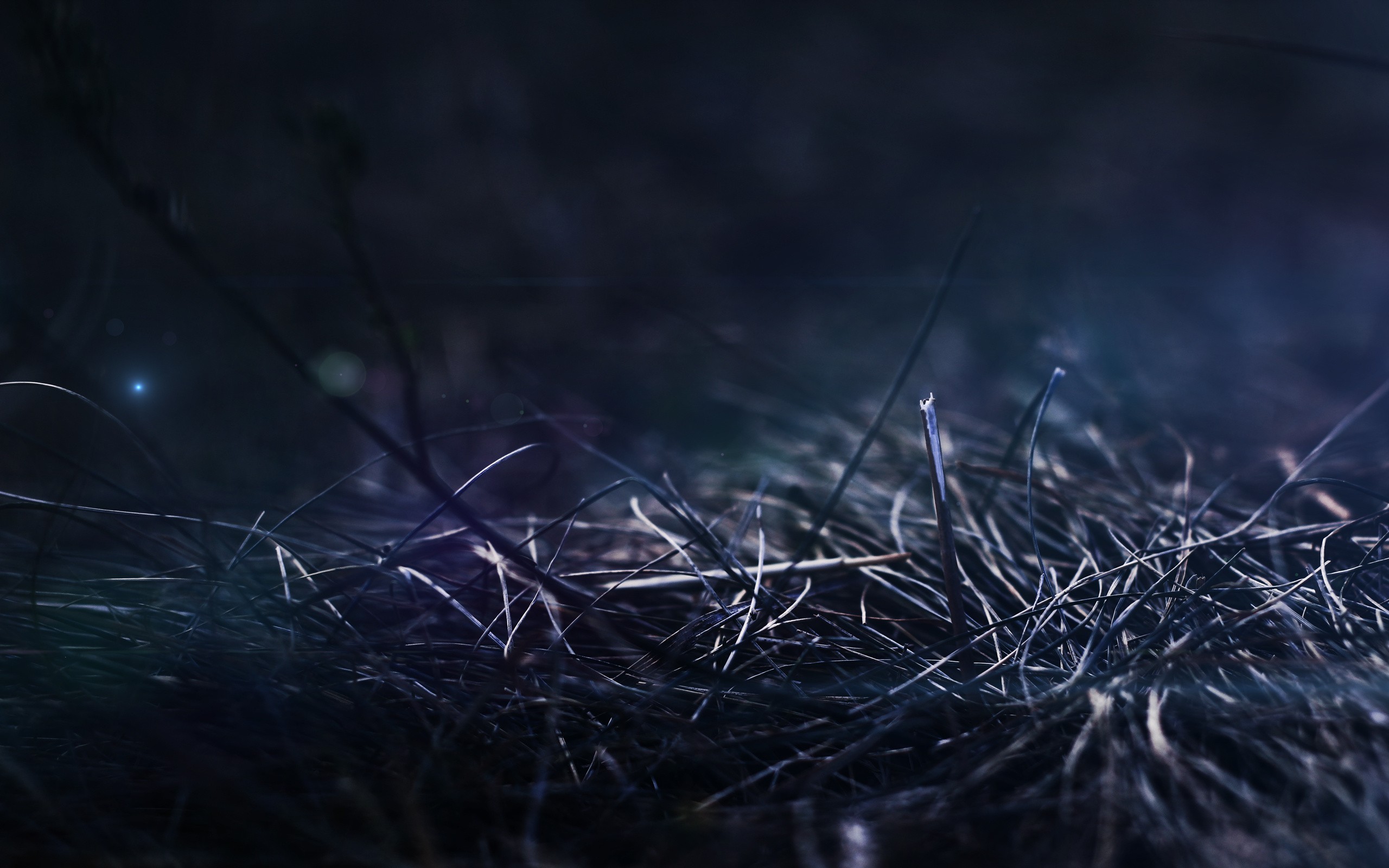 Macro shot of dry grass with lens flare HD Wallpaper