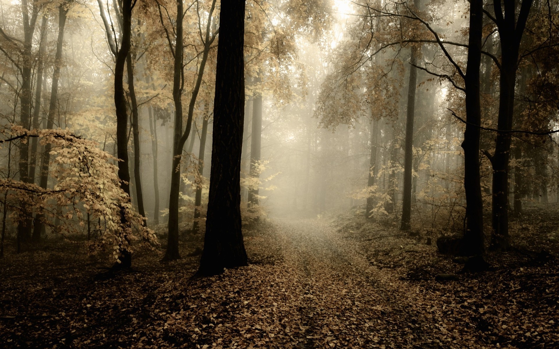 Misty forest path covered in autumn leaves HD Wallpaper