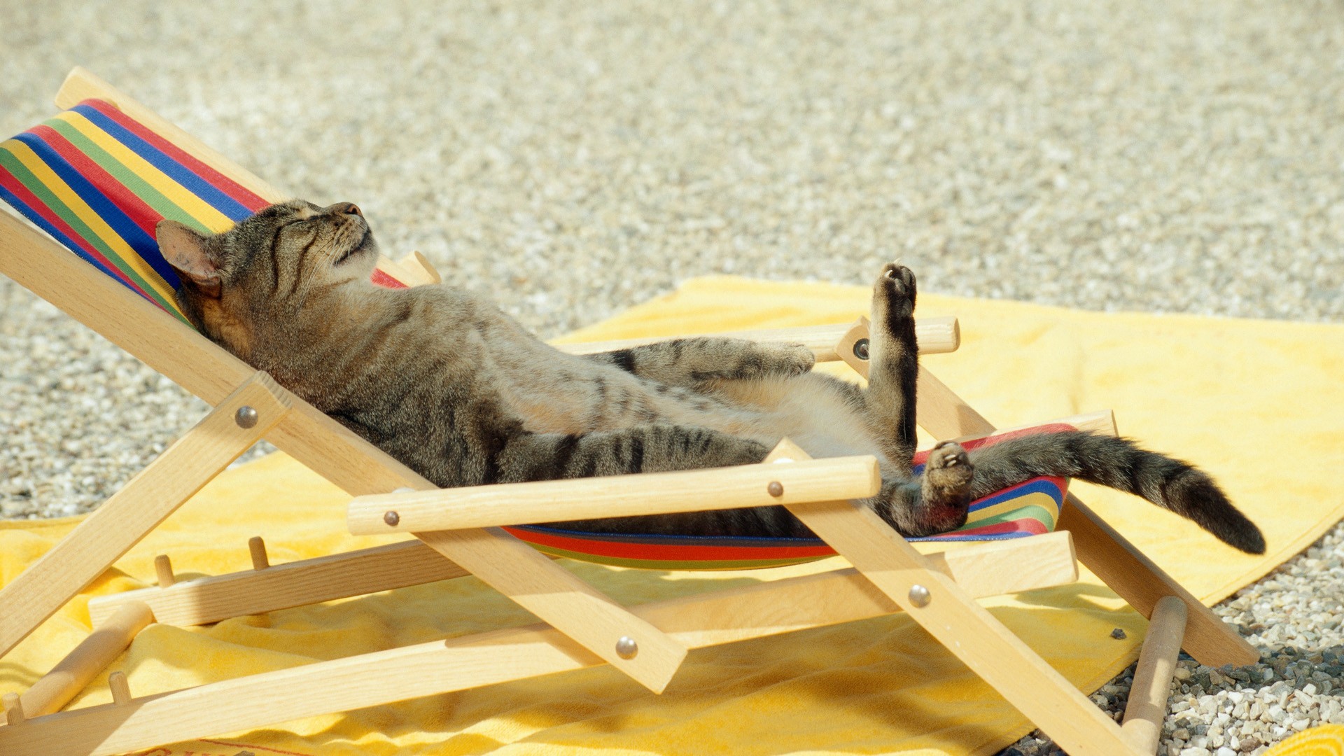 Cat relaxing on a striped deck chair on a beach HD Wallpaper