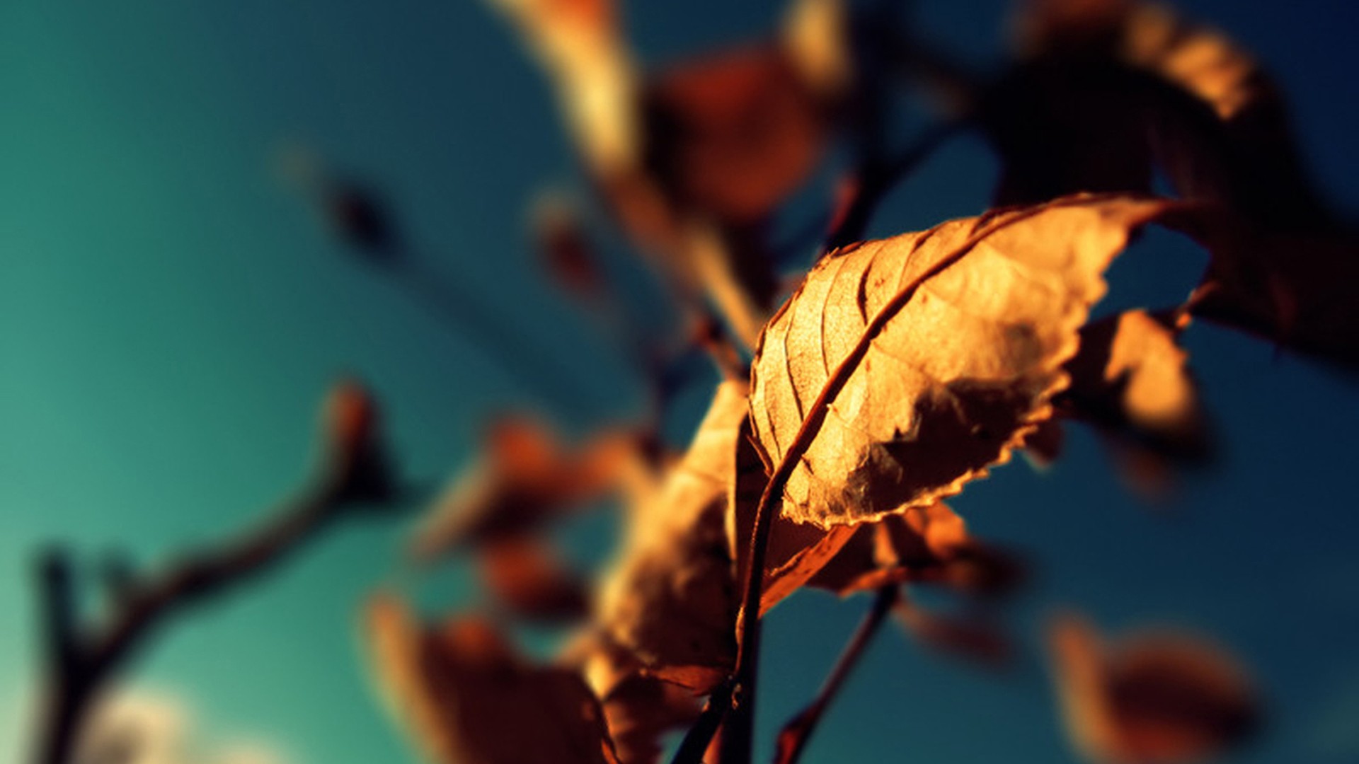 Close-up of dry autumn leaves against a blue sky HD Wallpaper