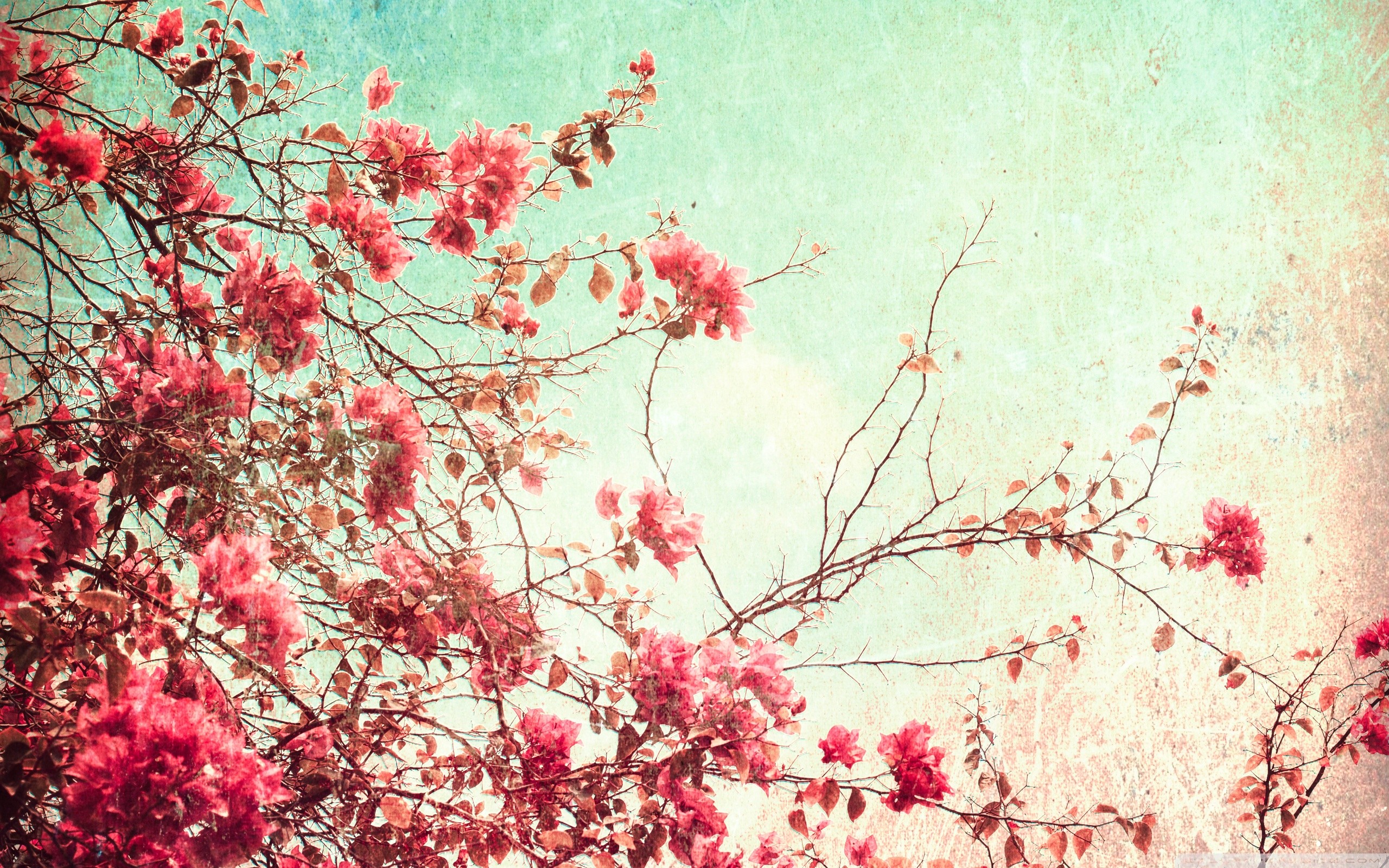 Pink bougainvillea flowers against a textured sky HD Wallpaper