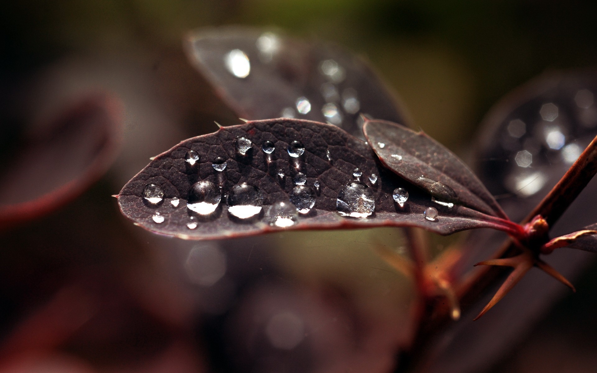 Macro shot of water drops on dark leaves HD Wallpaper