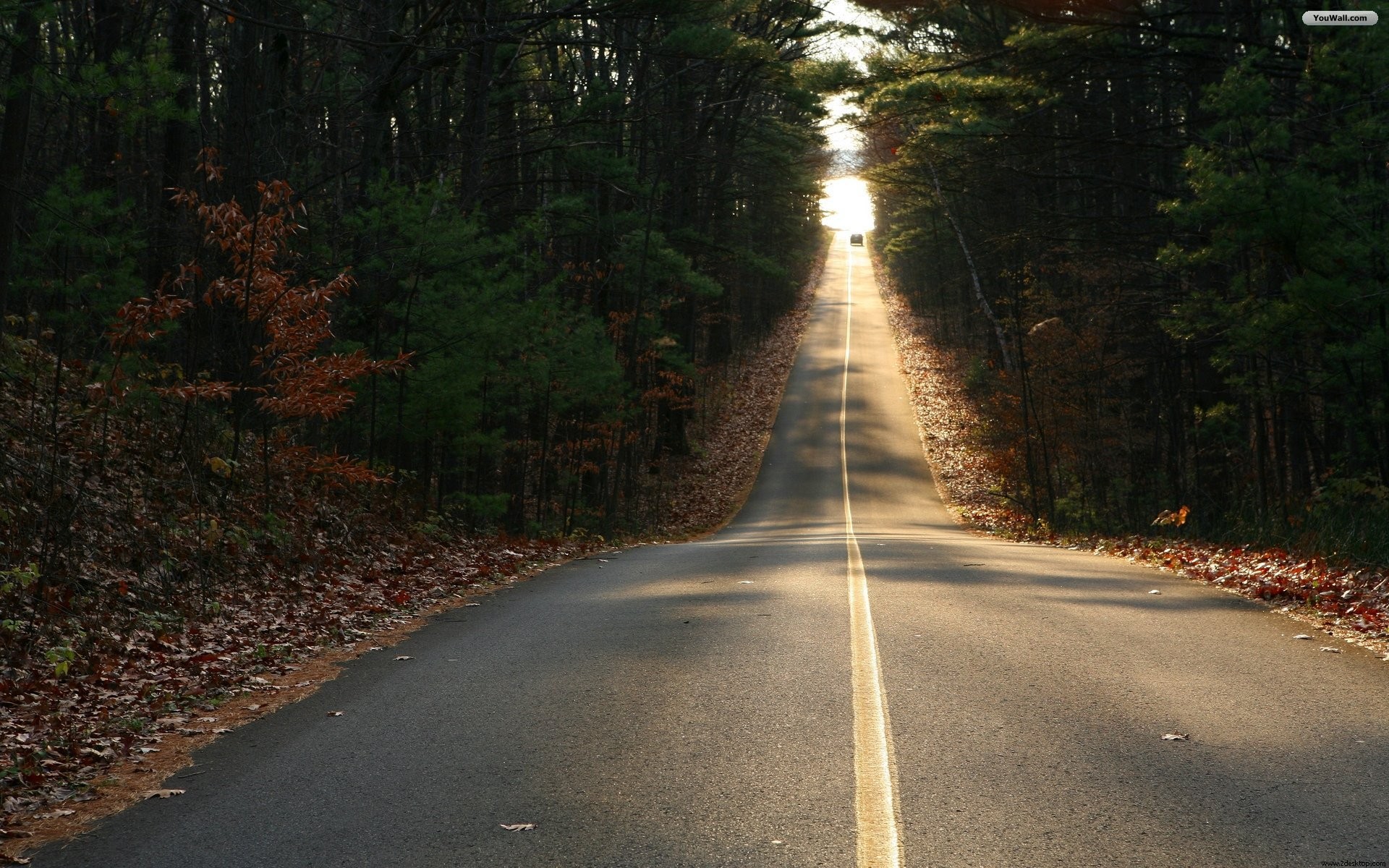 A road through a forest with autumn leaves HD Wallpaper