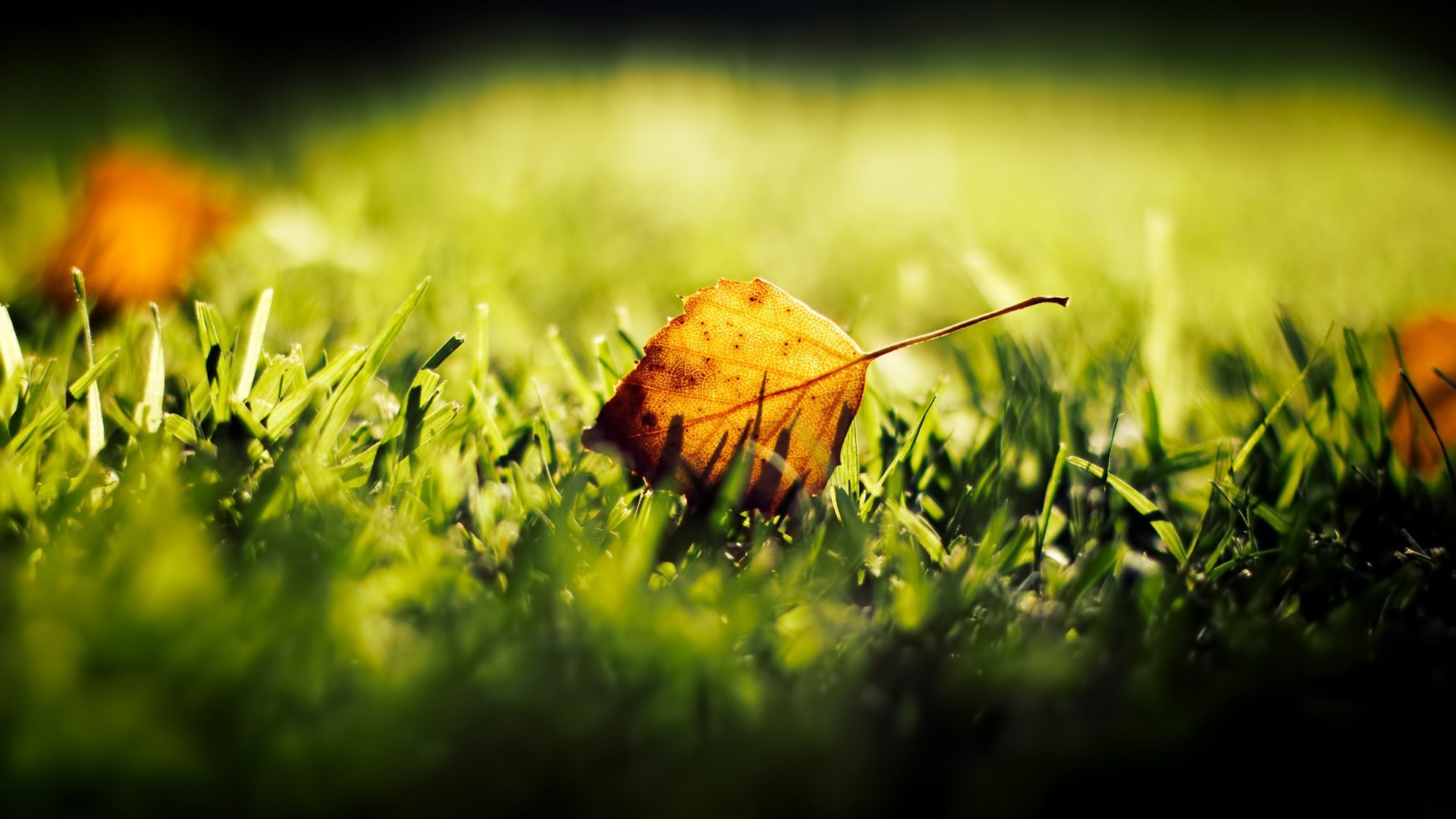 Close-up of a fallen autumn leaf on green grass HD Wallpaper