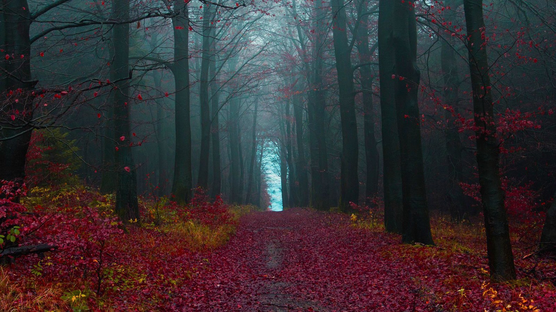 A foggy path through a forest in autumn HD Wallpaper