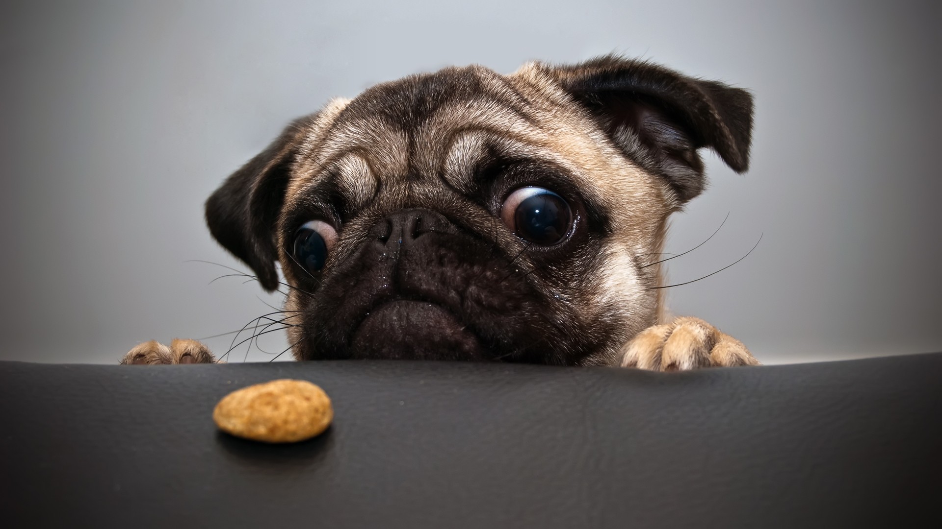 A pug puppy looks at a treat HD Wallpaper