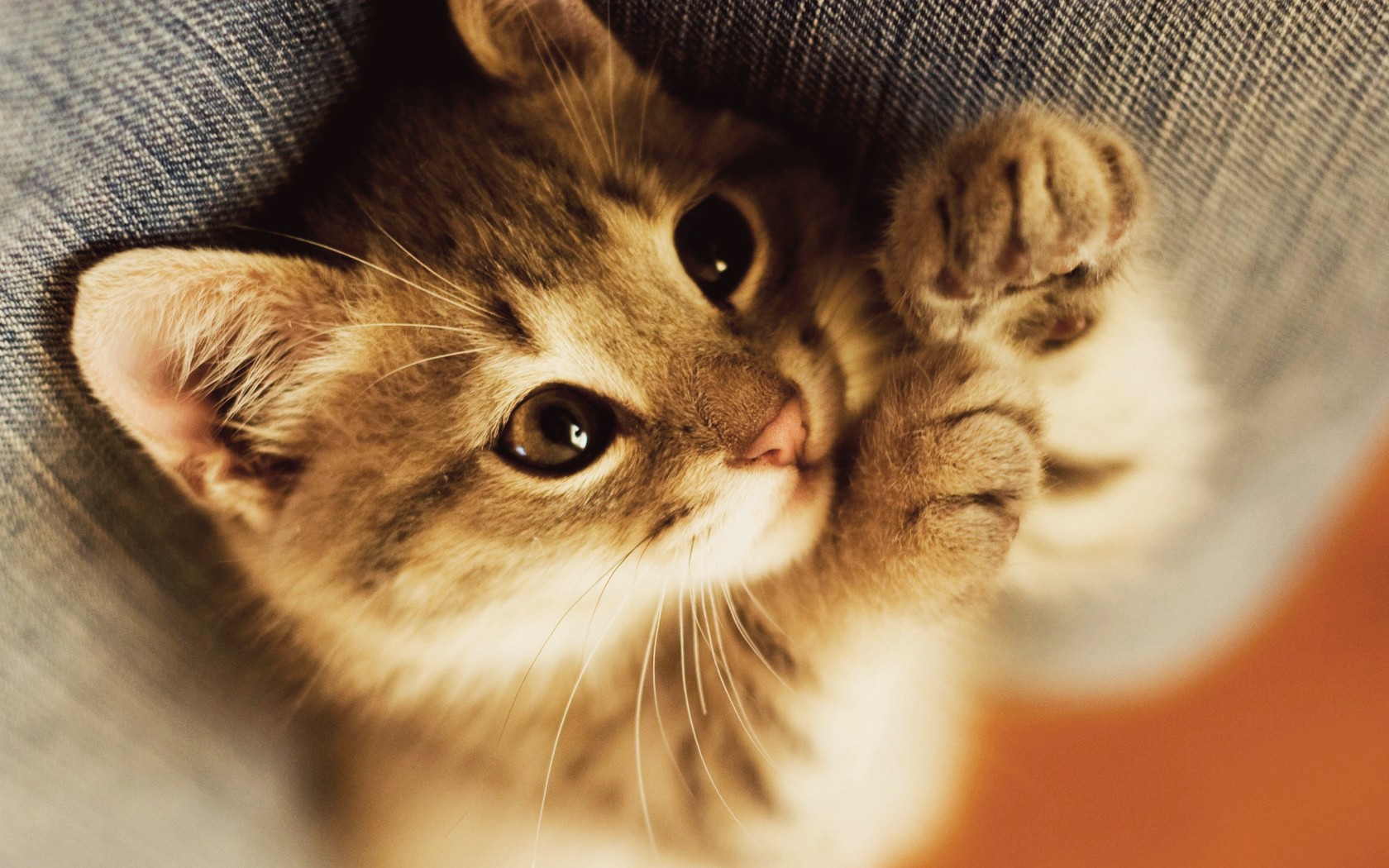 Close-up of a cute tabby kitten HD Wallpaper