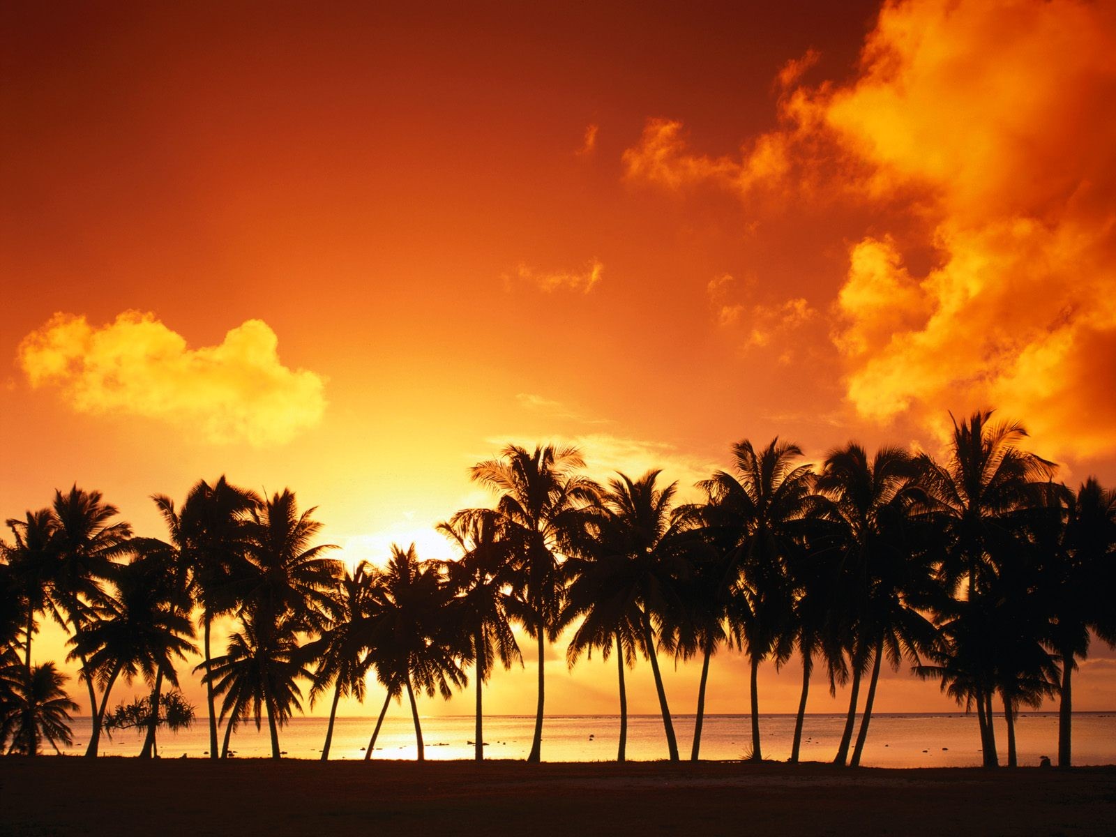 Palm trees silhouetted against a vibrant sunset over the ocean HD Wallpaper