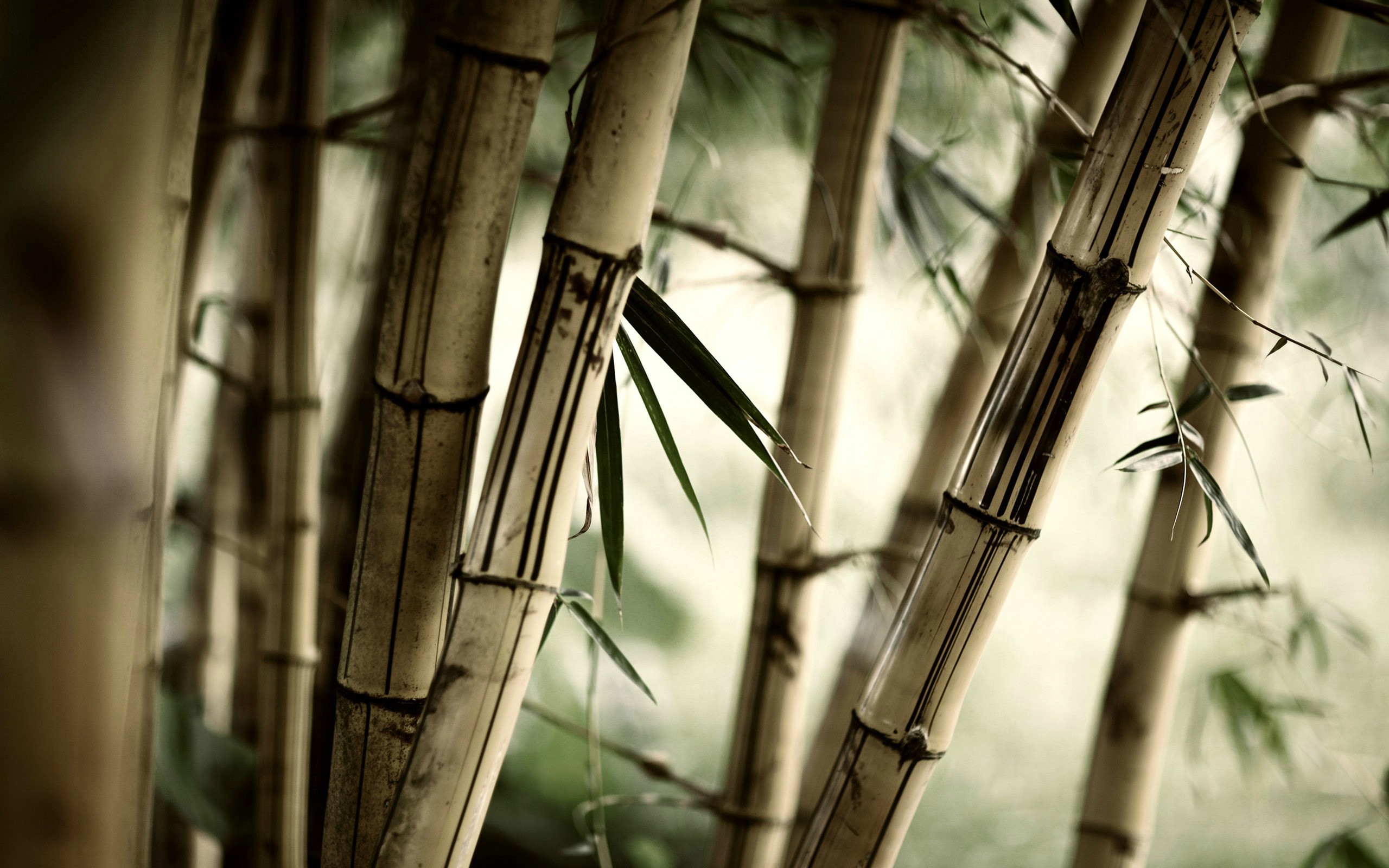 Close-up of bamboo stalks with green leaves HD Wallpaper