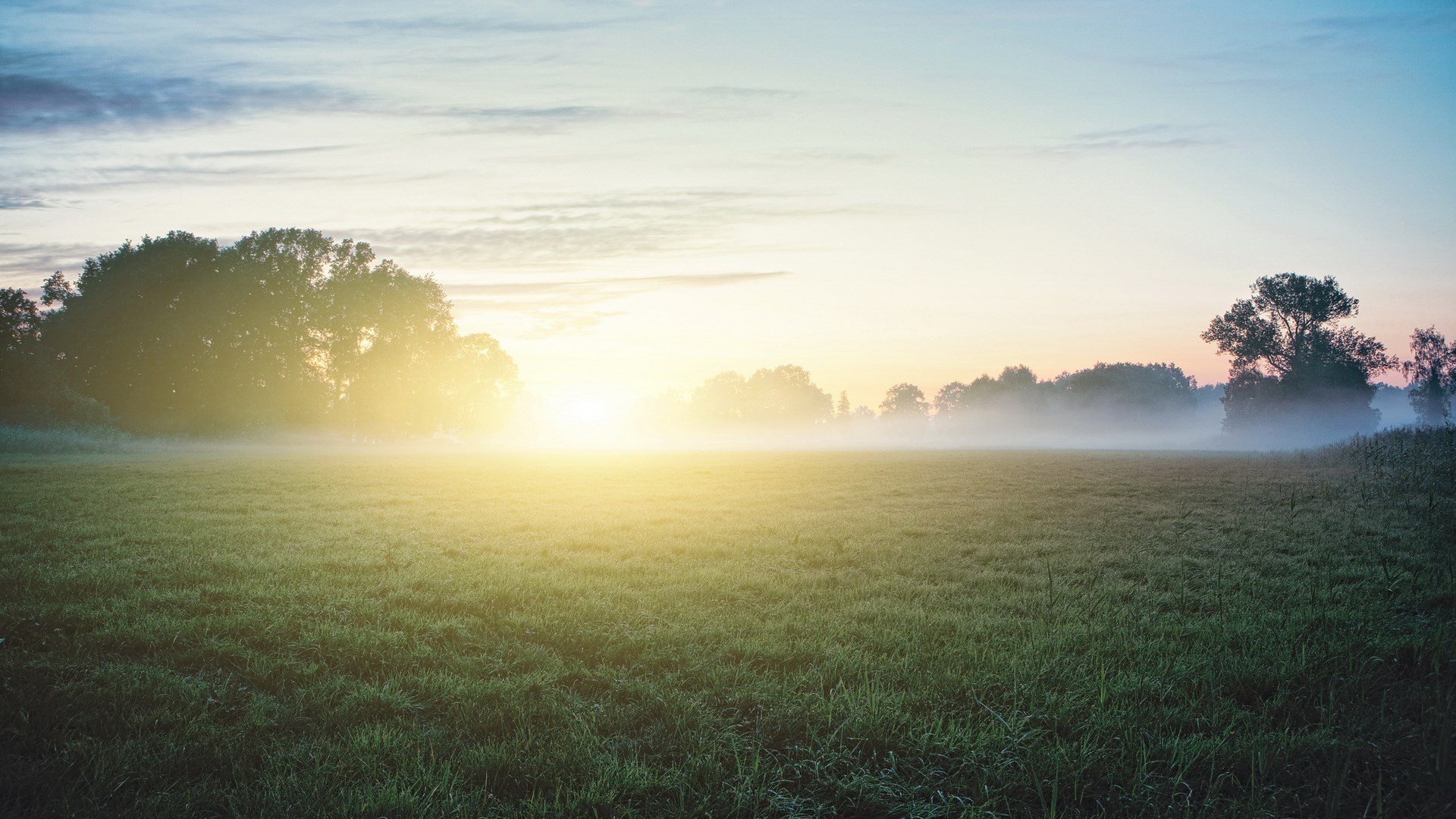 Sunrise over a misty field with trees HD Wallpaper